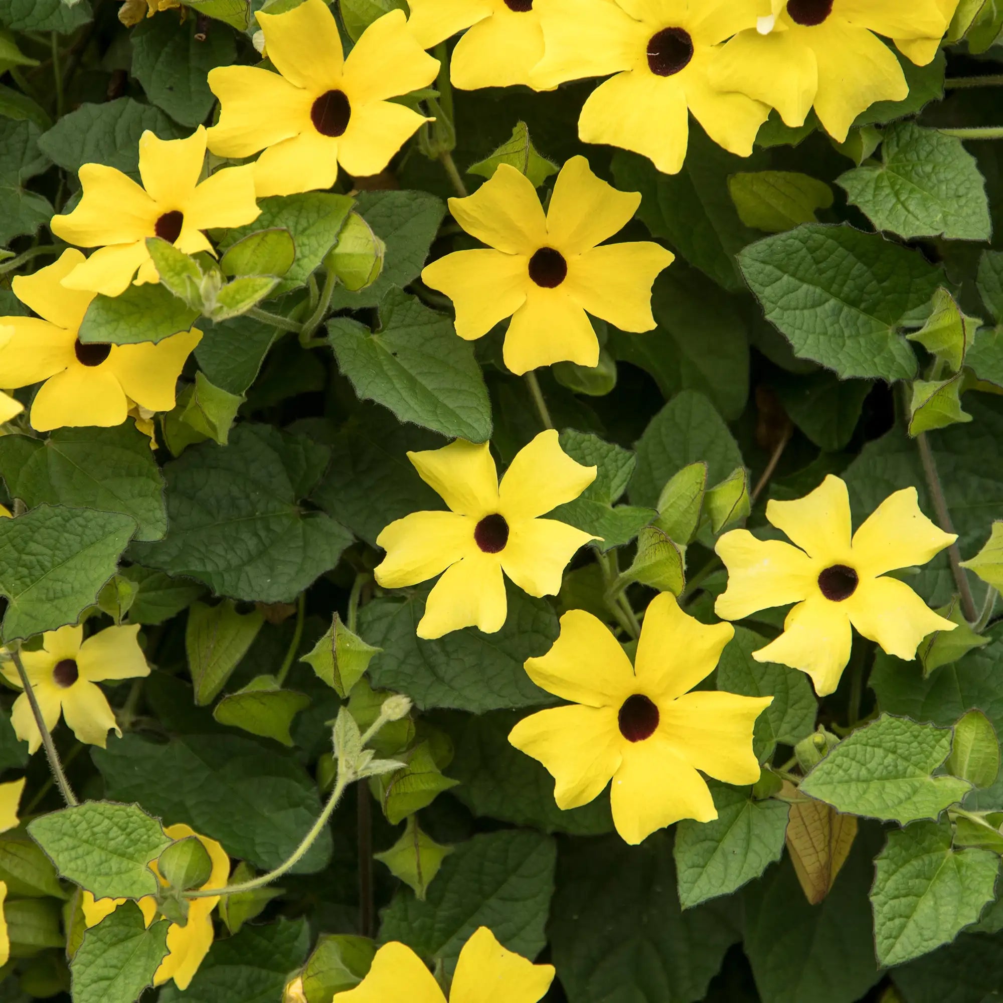 Black-Eyed Susan Vine 'Sunny™ Lemon Star'