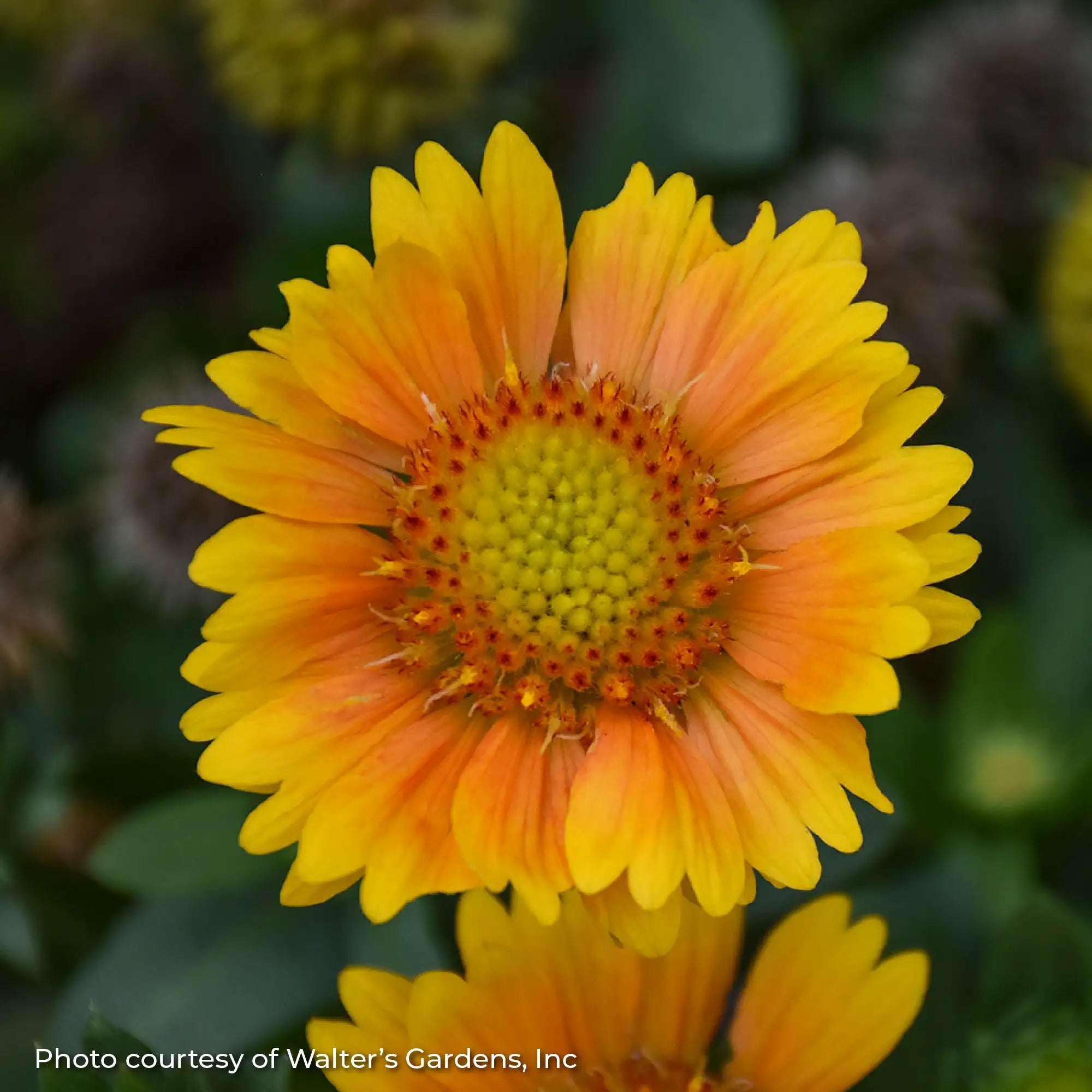 Close-up of a bright yellow blanket flower