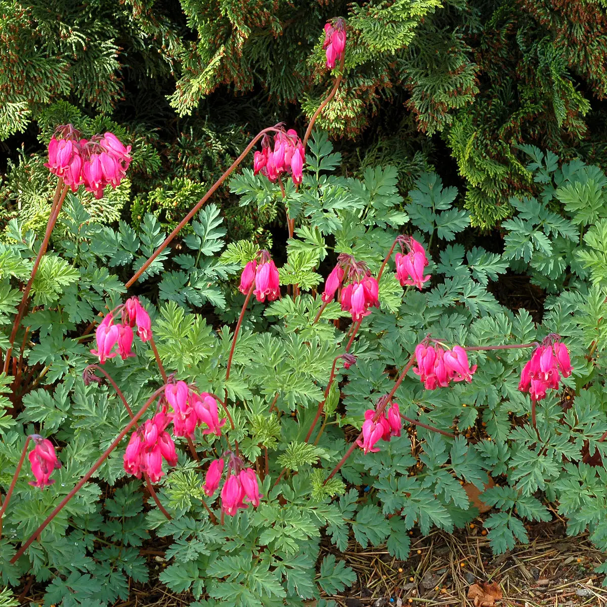 Bleeding Hearts Fern-Leaf Amore™ 'Rose'