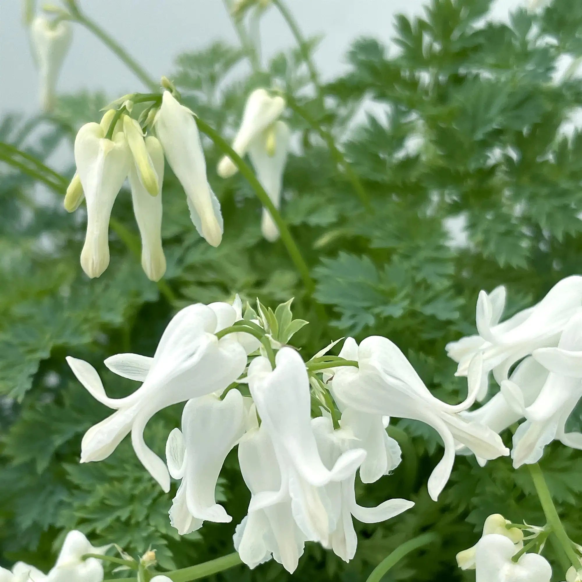 Bleeding Hearts Fern-Leaf Amore™ 'Titanium'
