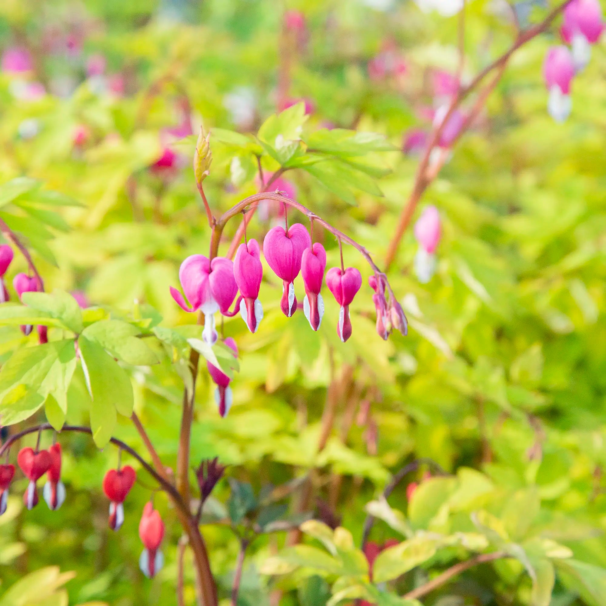 Pink and White Bleeding Hearts with lime green foliage in a garden.