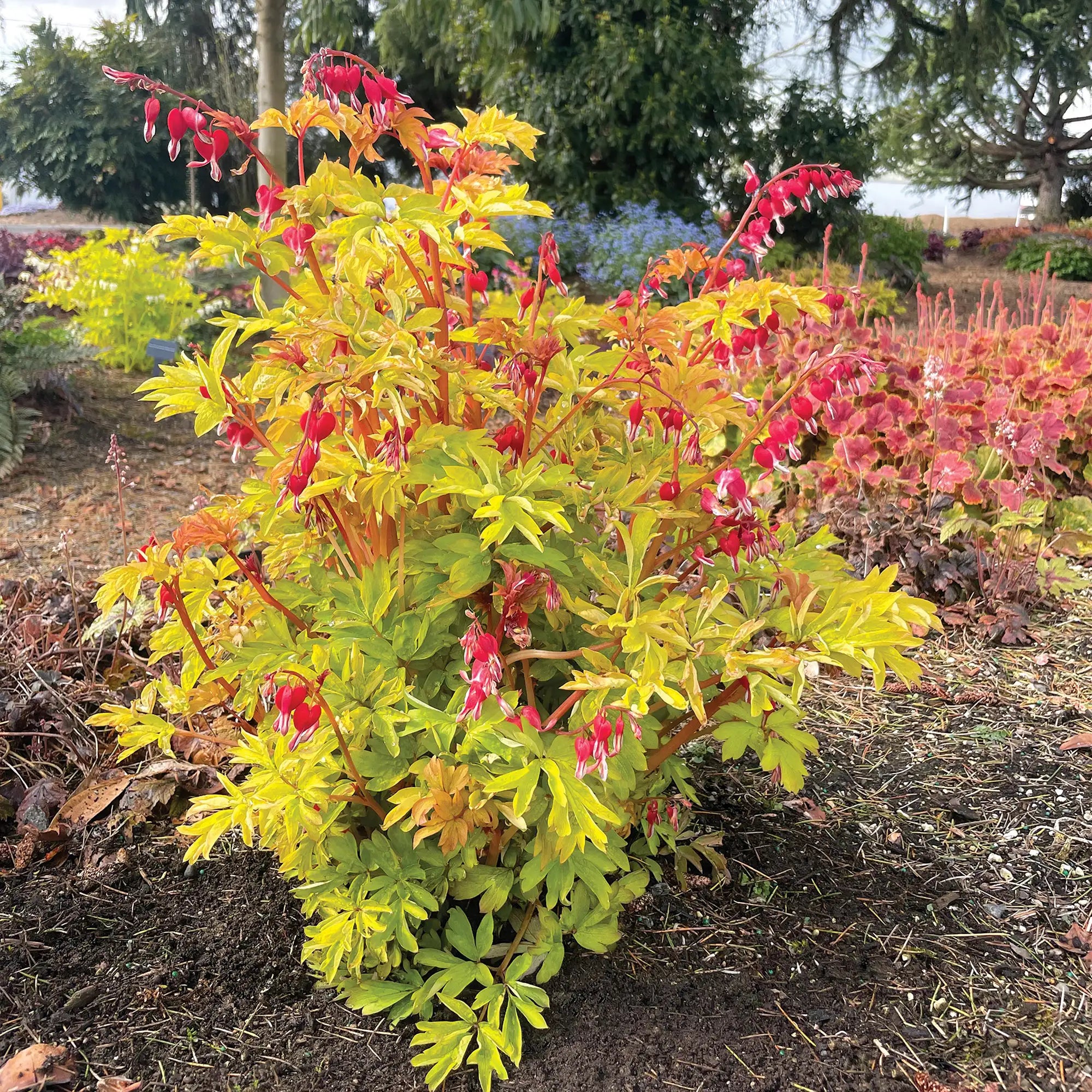 Bleeding Hearts 'Ruby Gold'