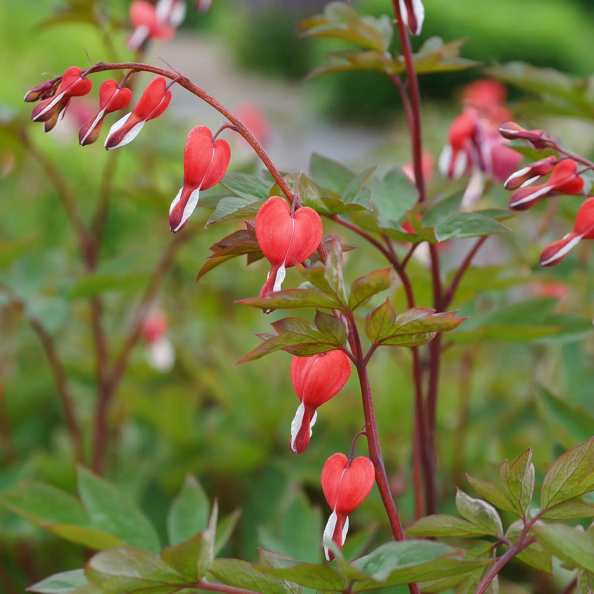 Close-up of Bright Red and White Bleeding Hearts.