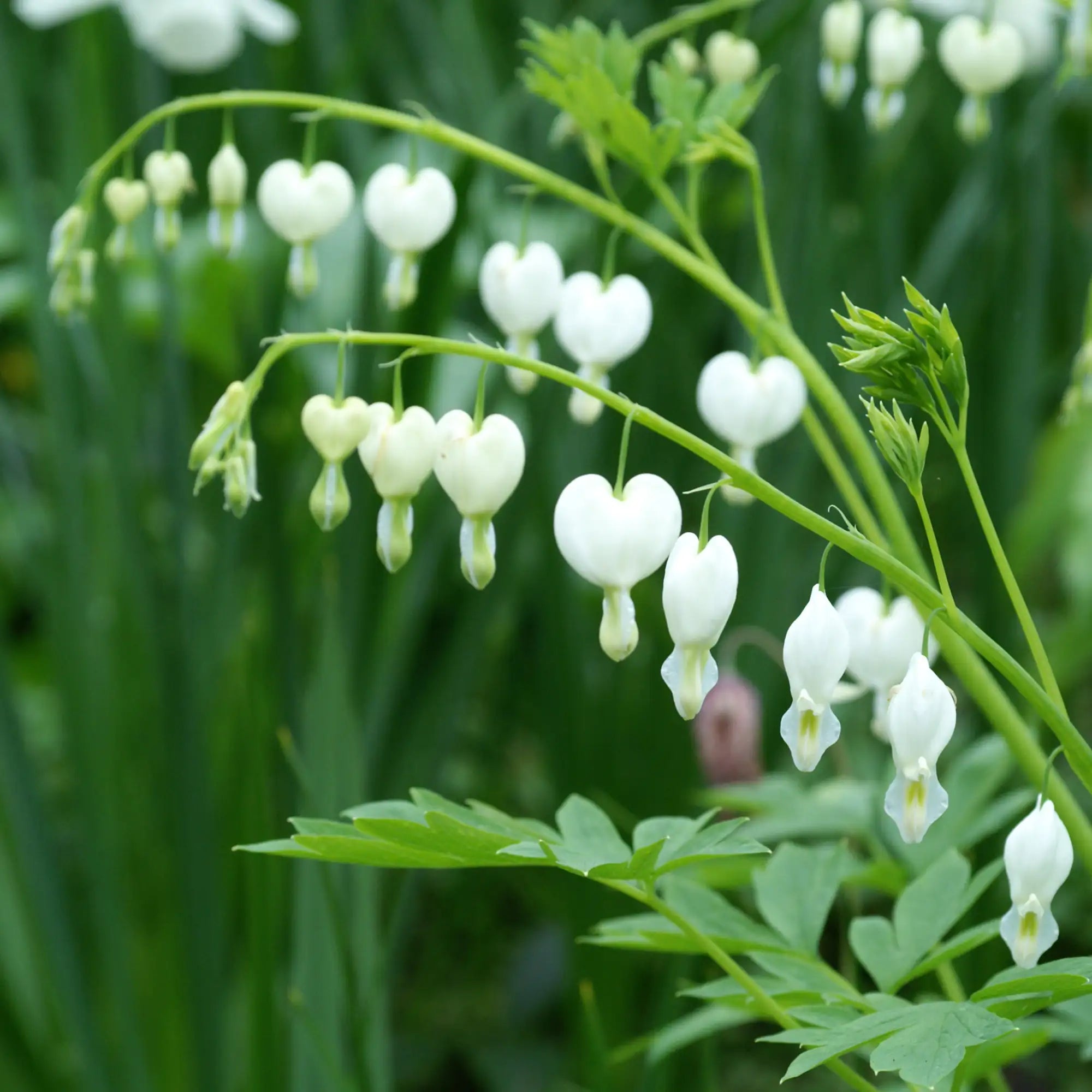 Close-up of Bright White Bleeding Hearts