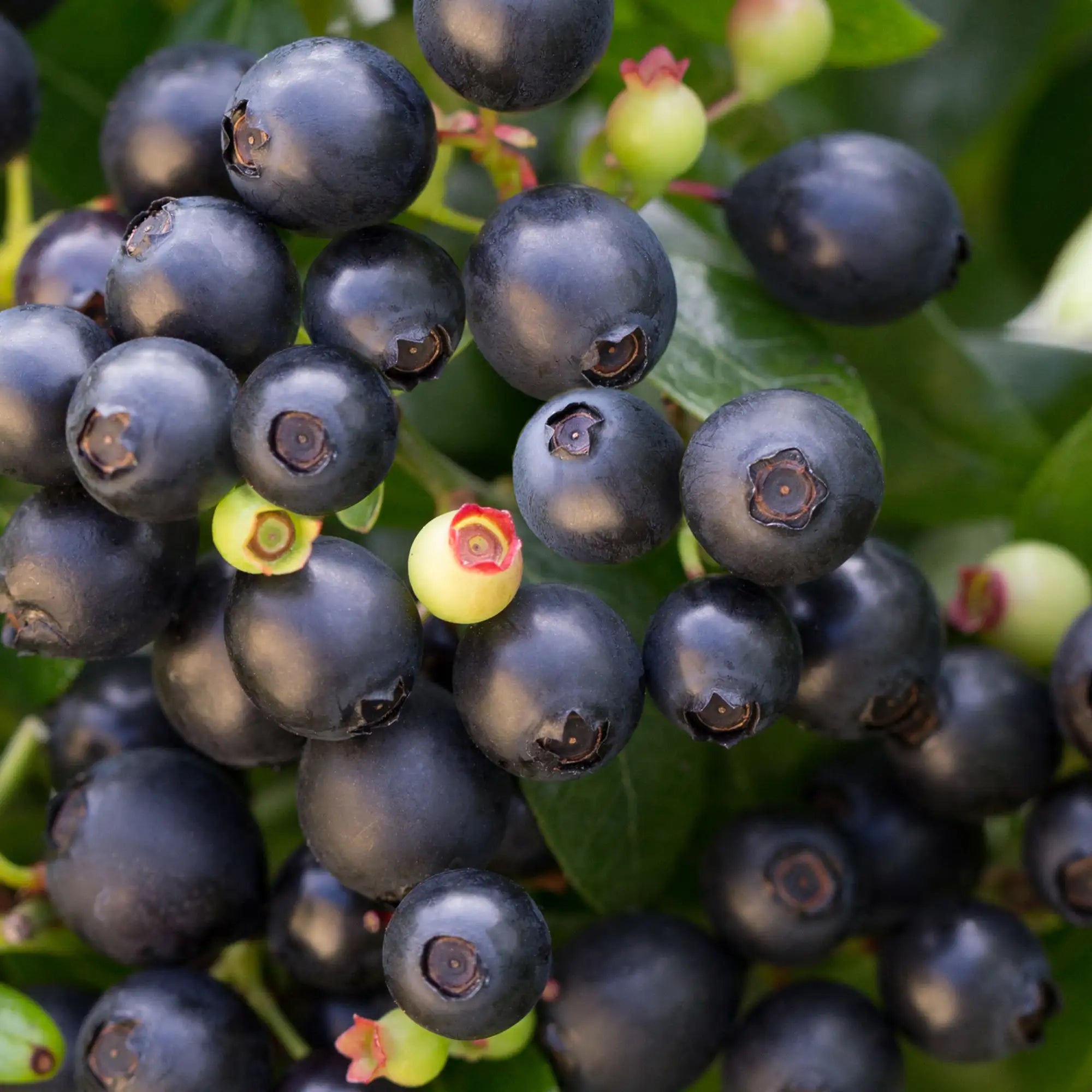 Blueberry 'BerryBux®'