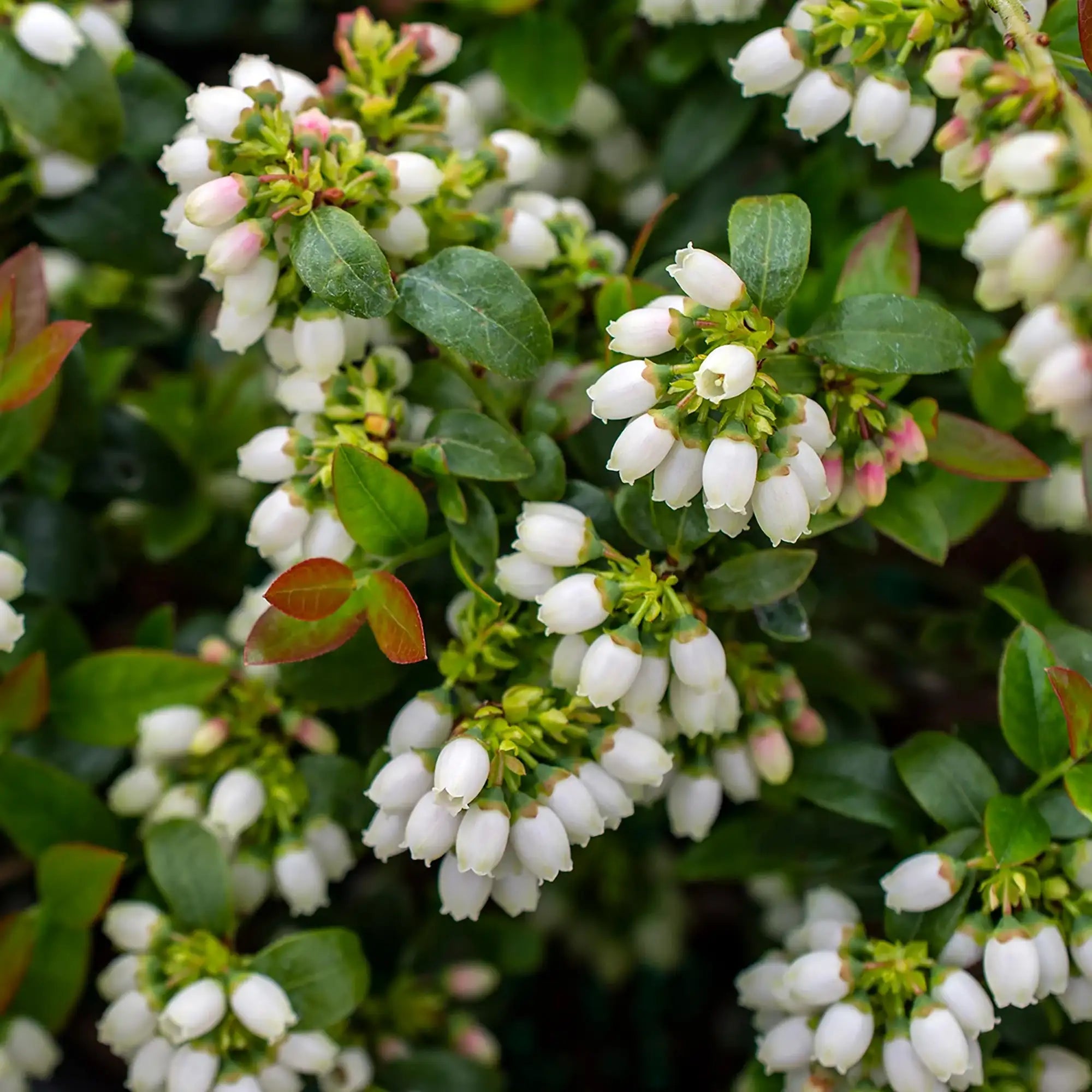 Blueberry 'BerryBux®'
