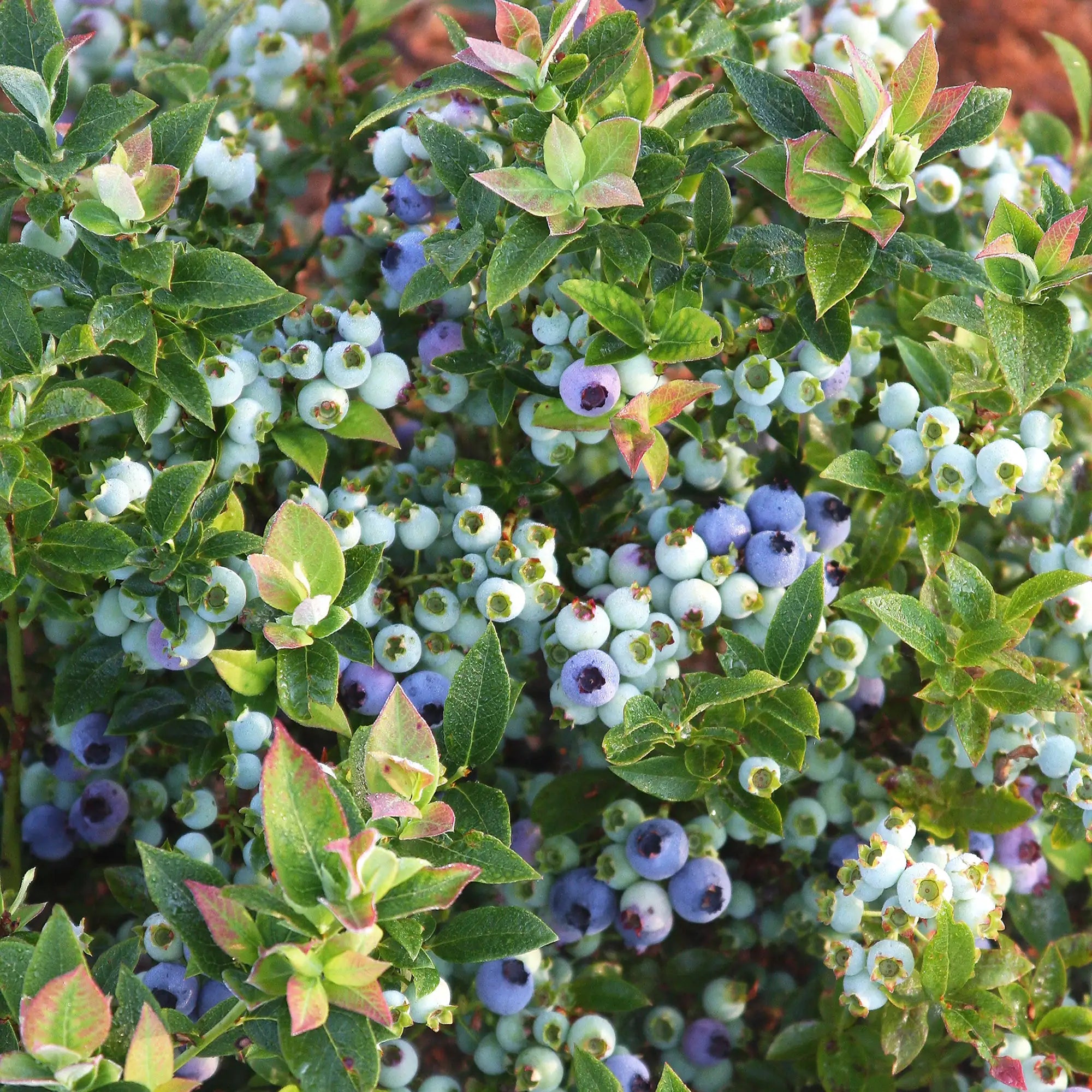 Blueberry 'Jelly Bean®'