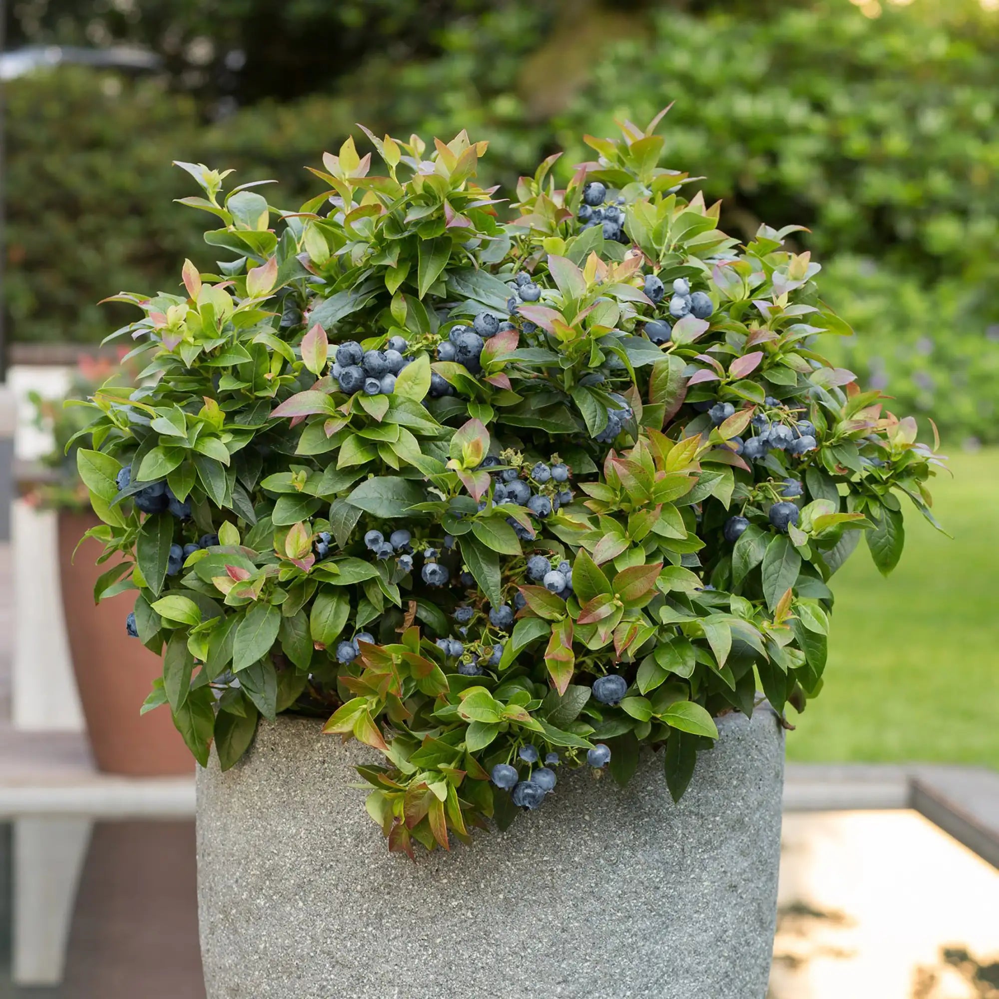 Blueberry 'Jelly Bean®'