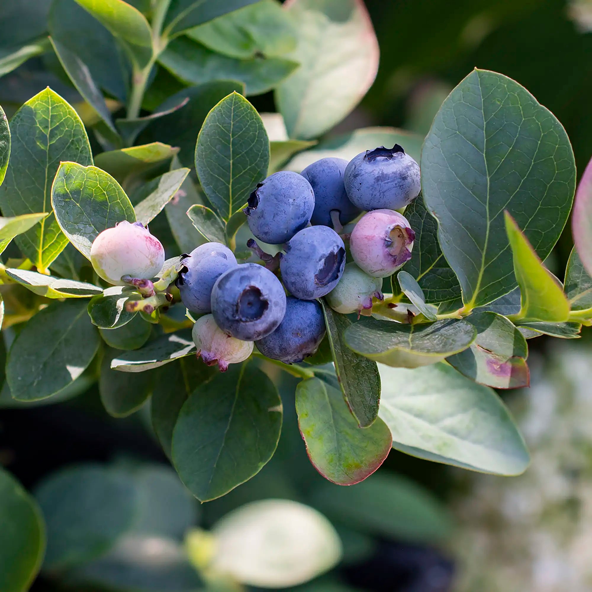 Blueberry 'Silver Dollar®'