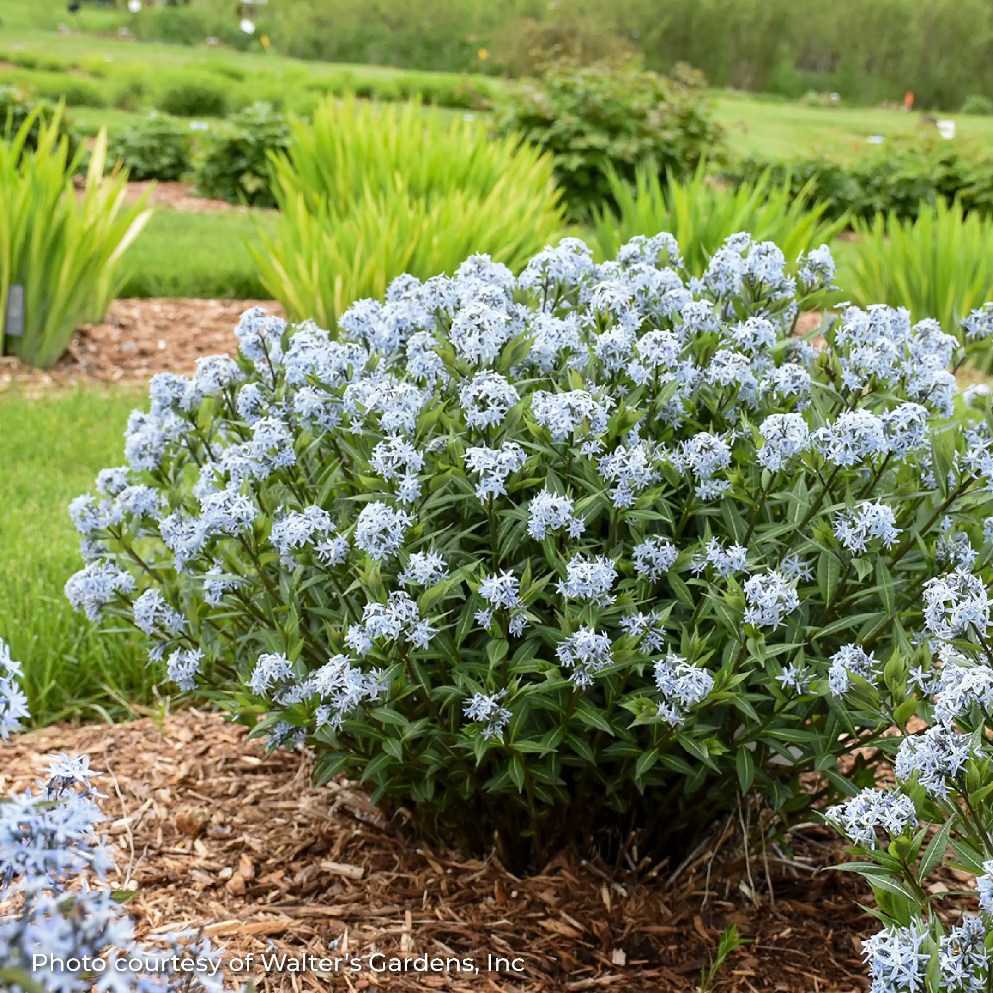 Bluestar 'Starstruck'