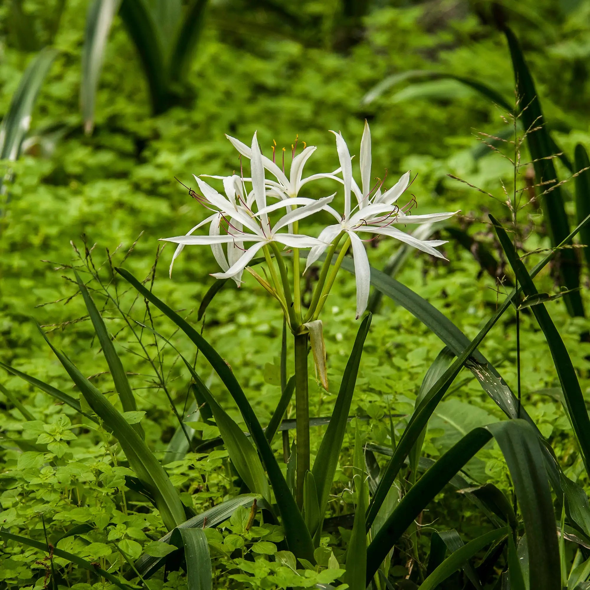Bog Lily with white flowers growing in a bog