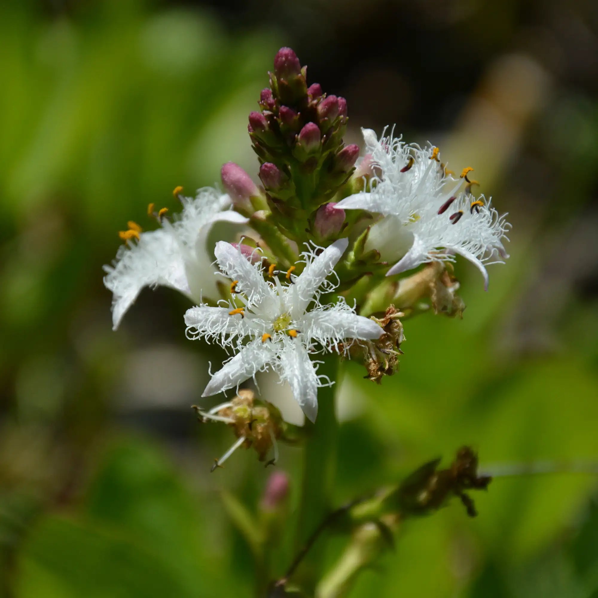 Bogbean white flowers