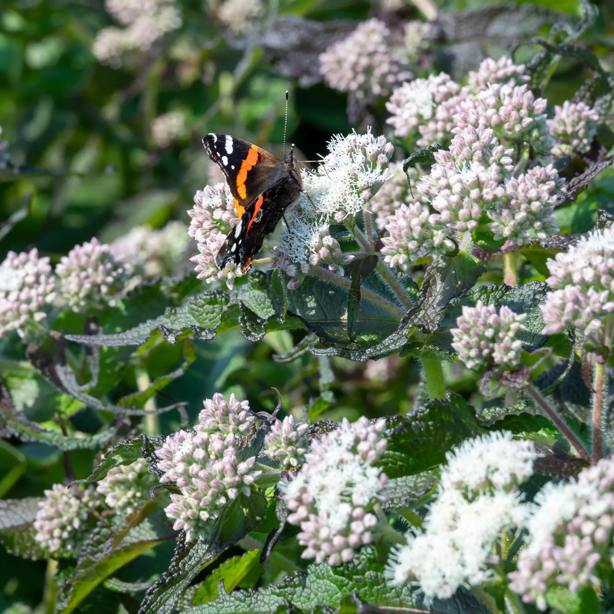 Close-up of White Boneset with Butterfly on flower.