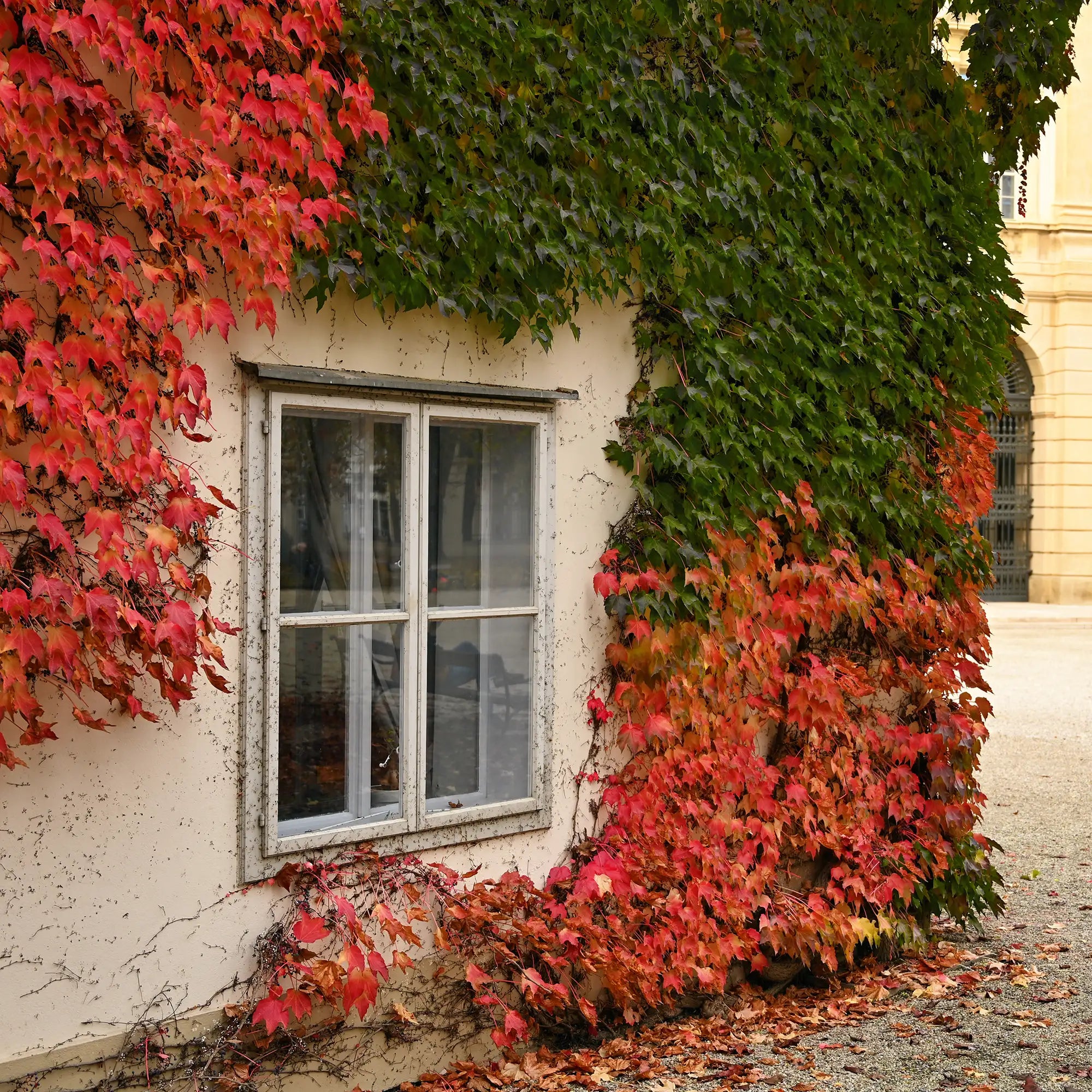 Boston Ivy