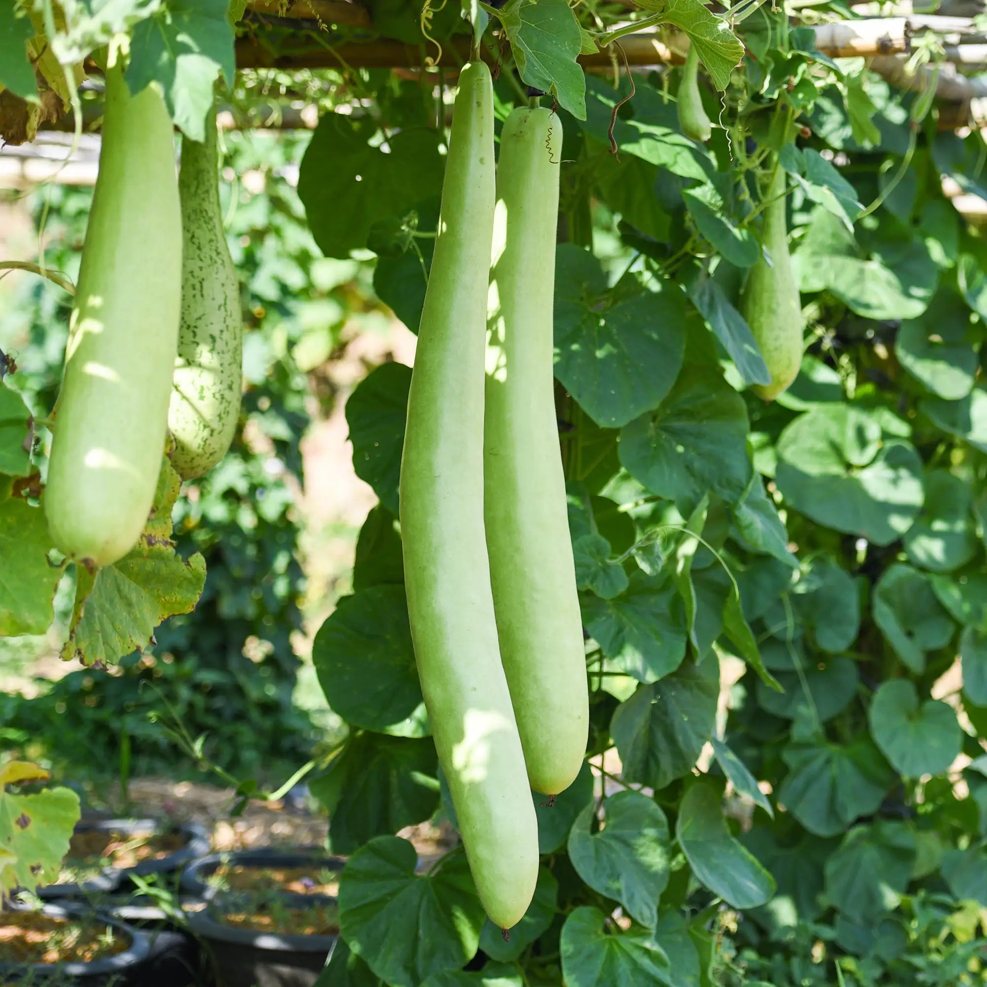 Bottle Gourd 'Long Bottle'