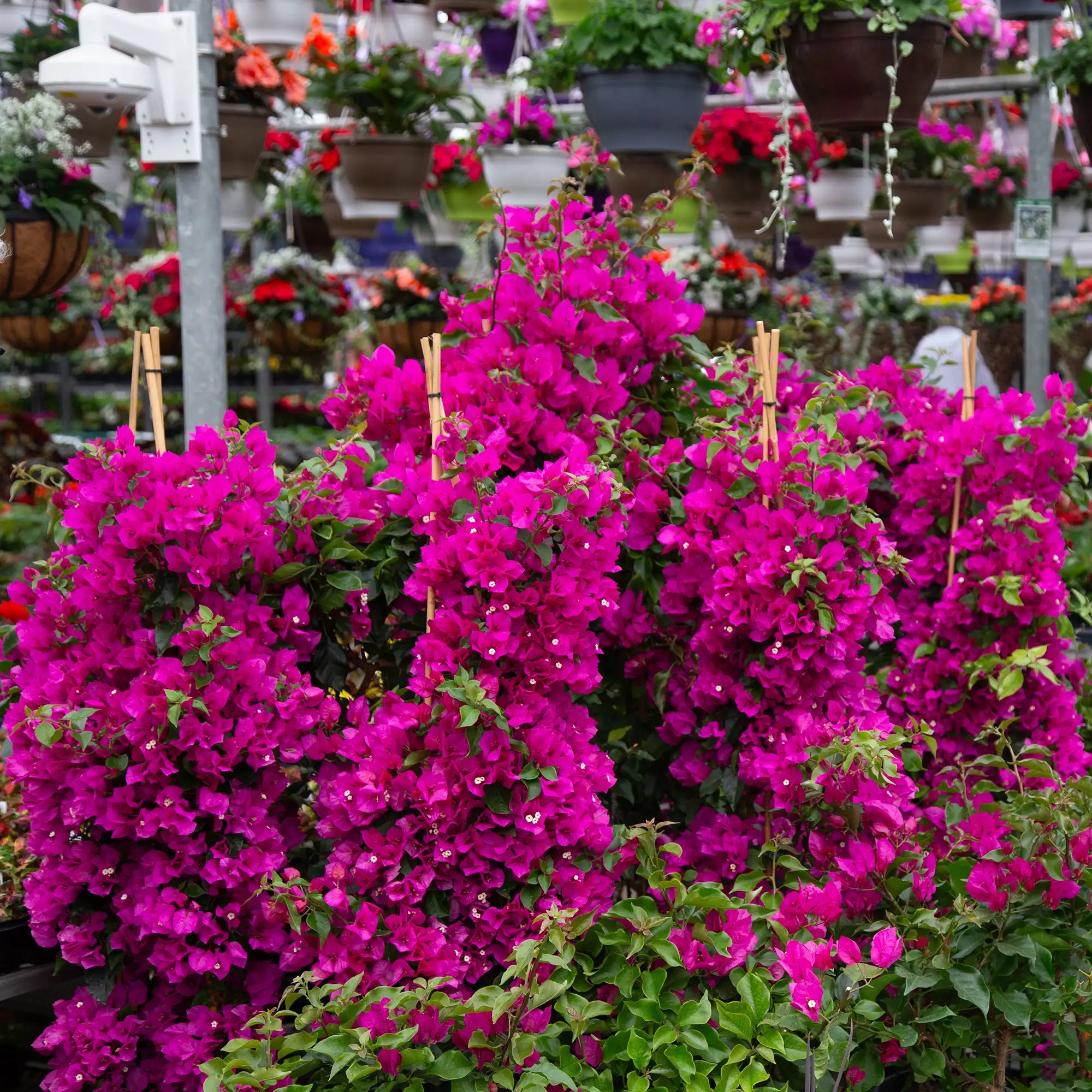Large Pink Bougainvillea Pyramid inside of Greenhouse.