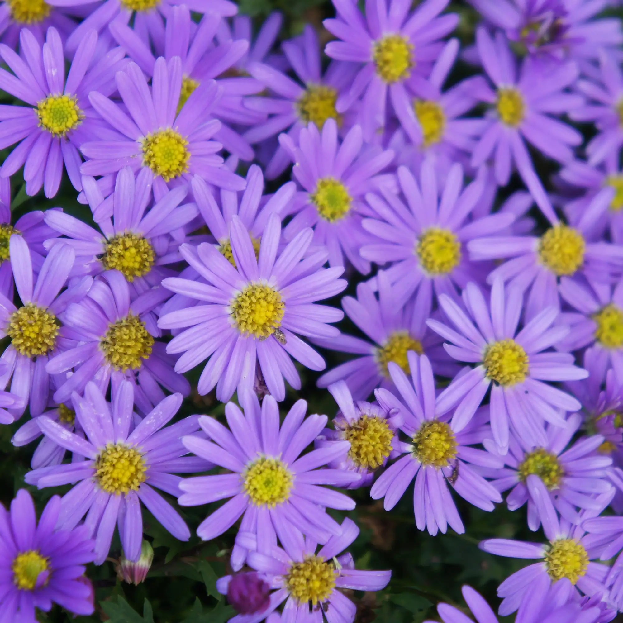 Brachyscome 'Brasco™ Violet'