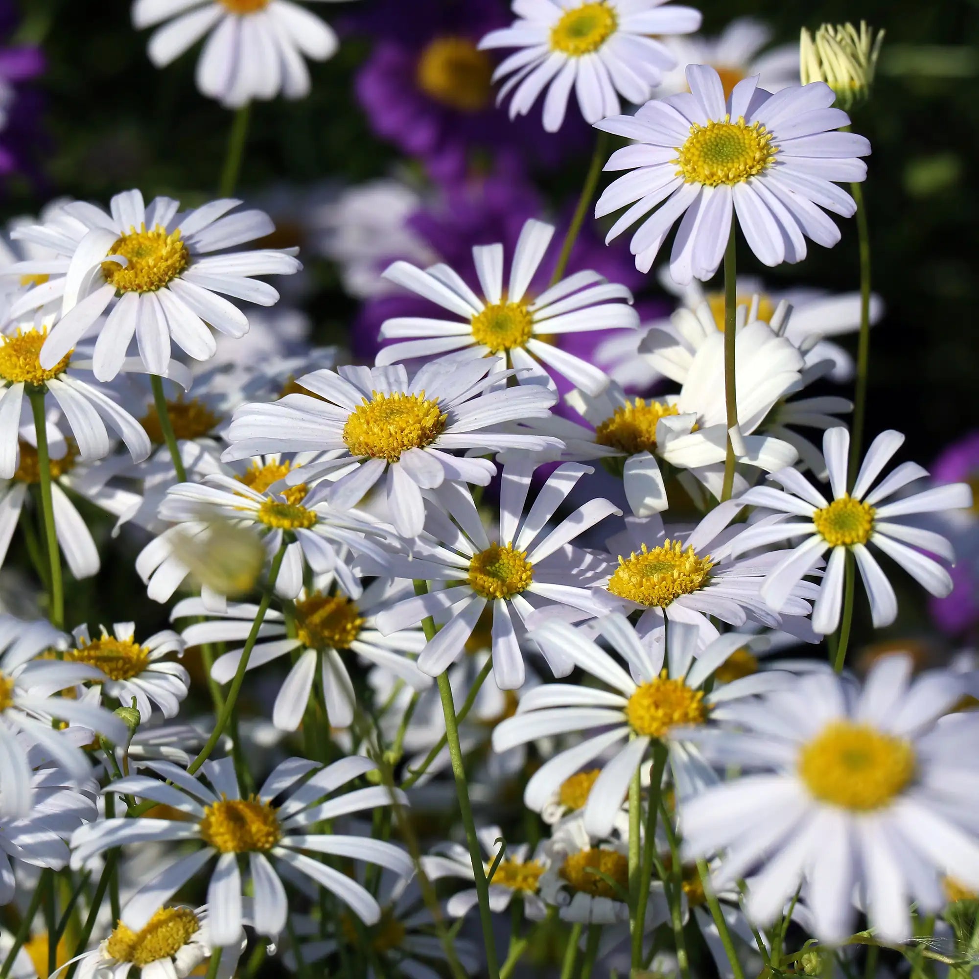Brachyscome 'SURDAISY® White'