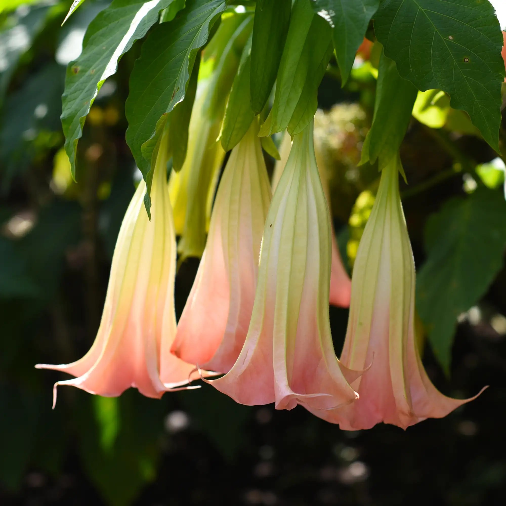 Brugmansia