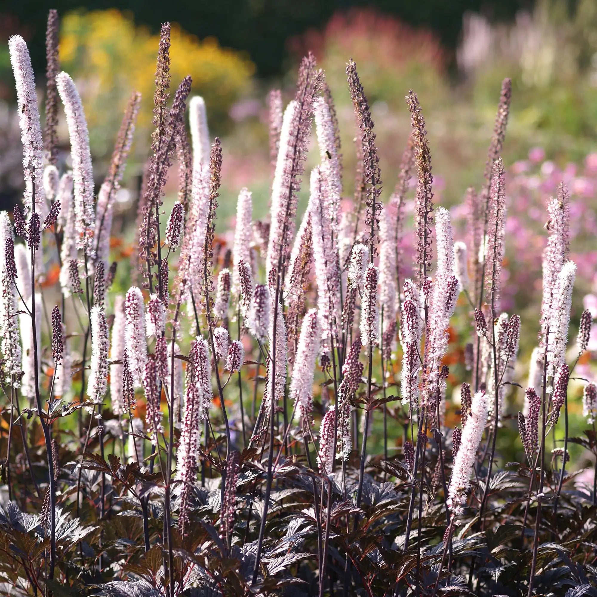 Bugbane 'Brunette'