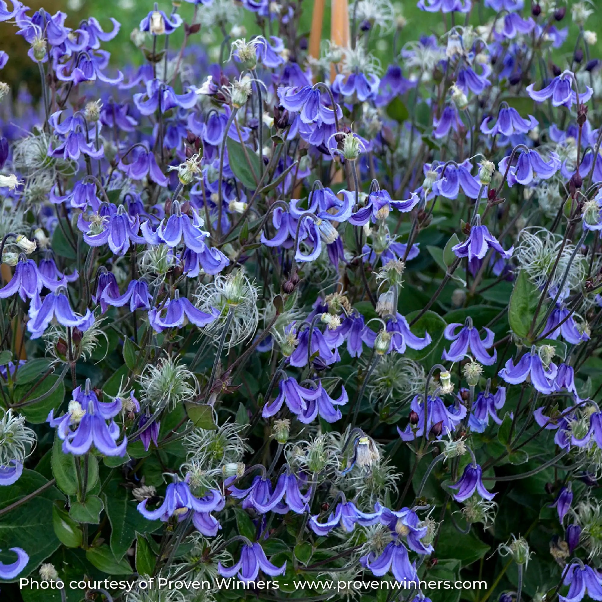 Close-up of Light Blue Bush Clematis