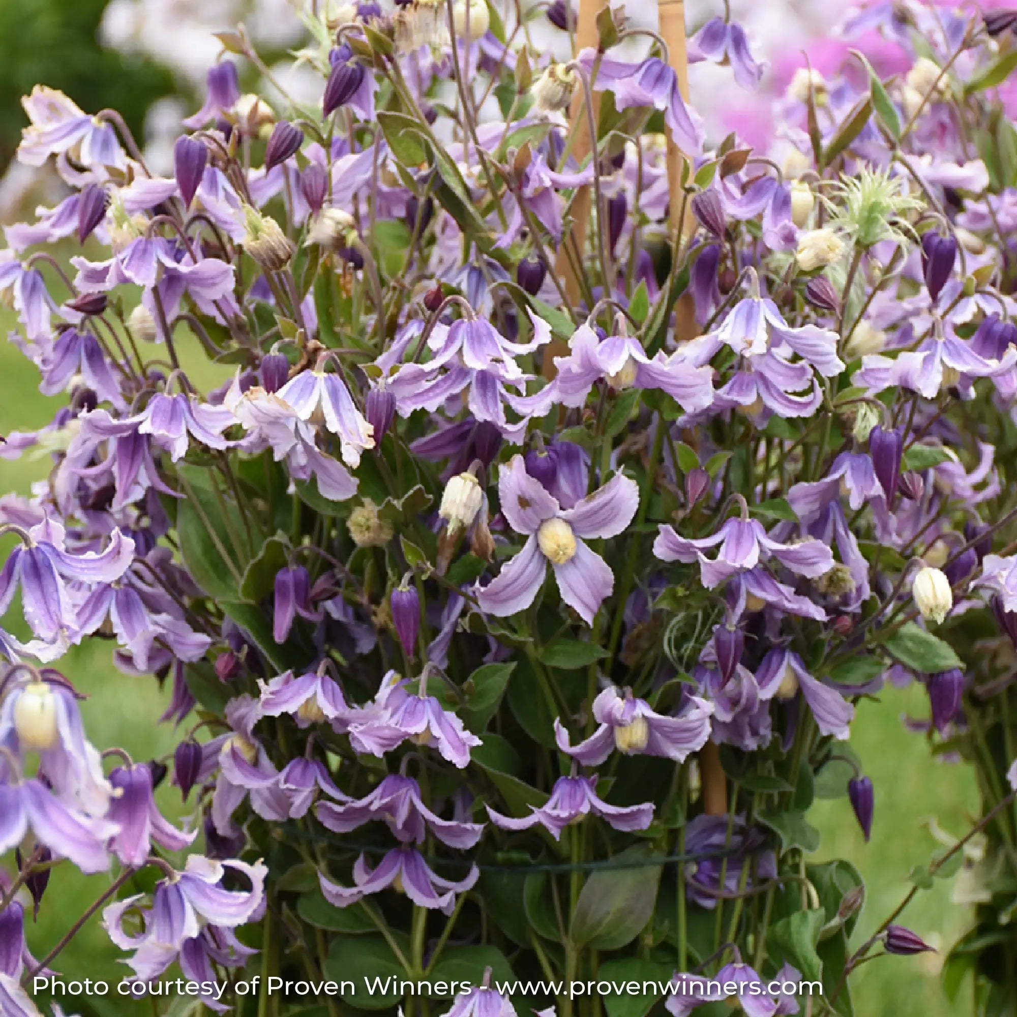 Close-up of Light Purple Bush Clematis