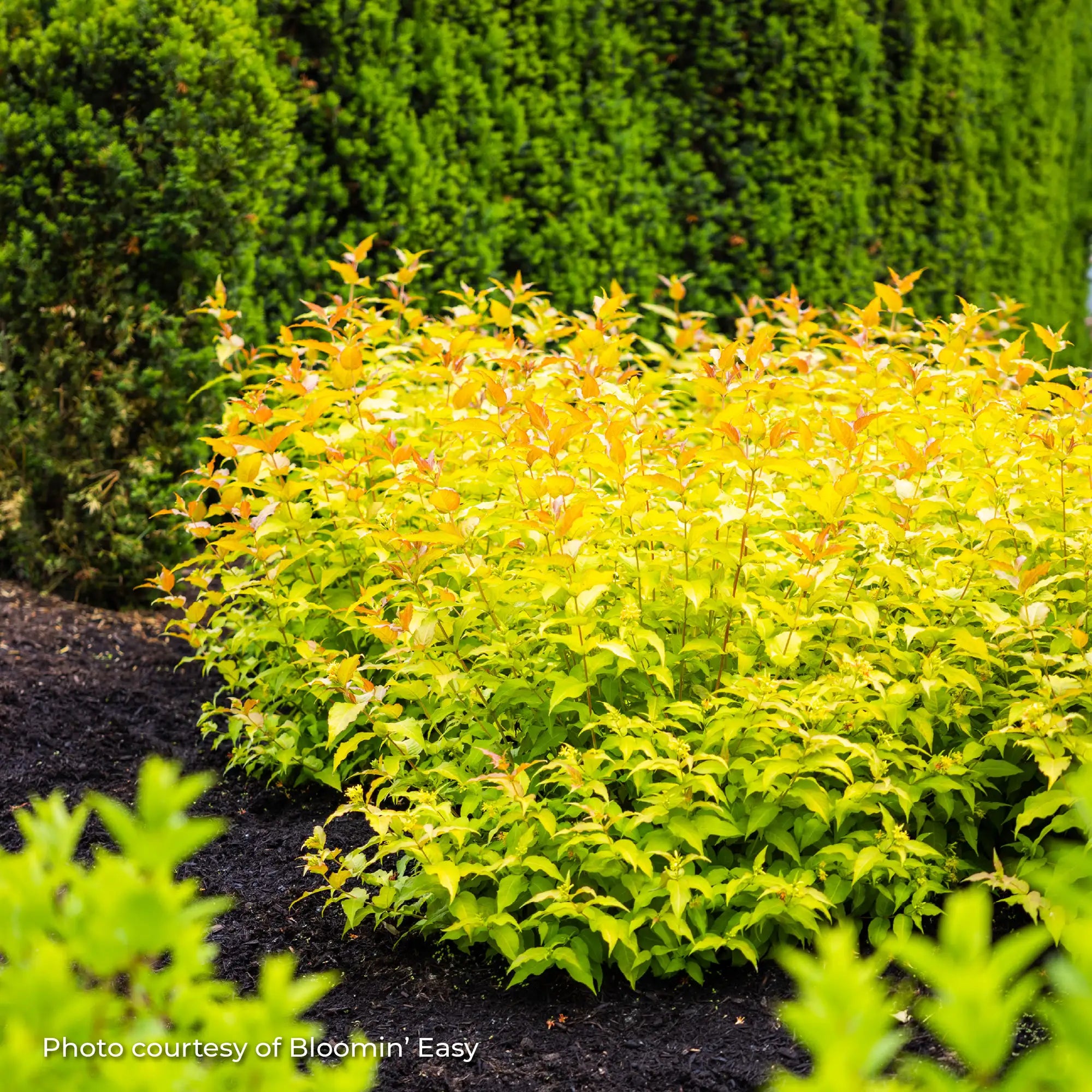 Bush Honeysuckle 'Firefly®'