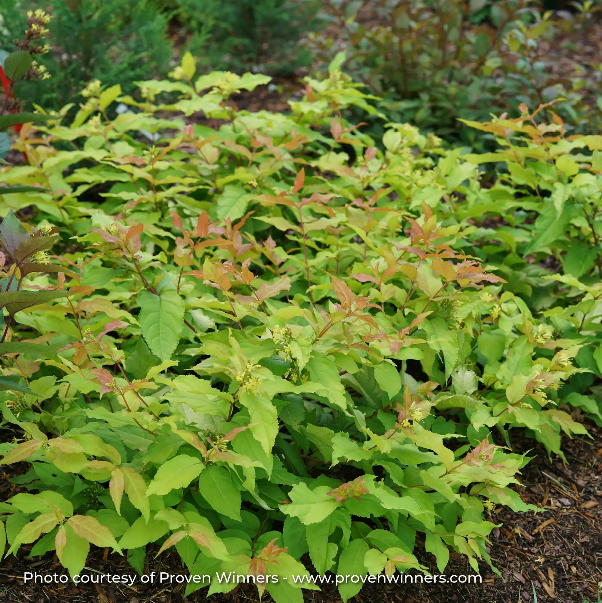Bush Honeysuckle 'Kodiak Fresh®'