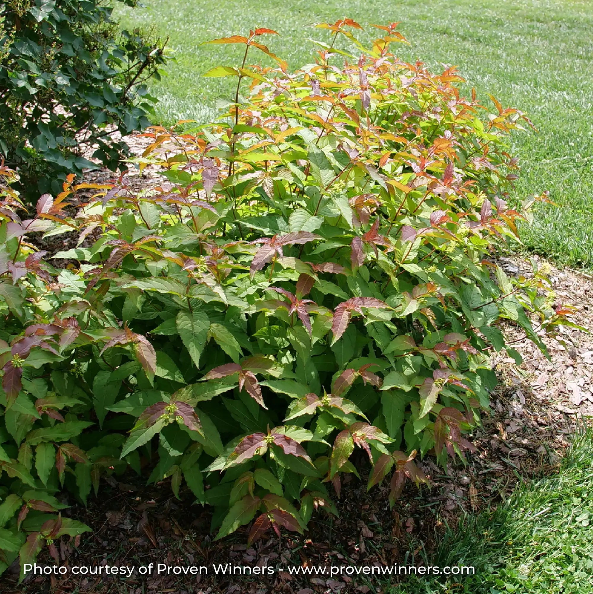 Bush Honeysuckle 'Kodiak® Red 2.0'