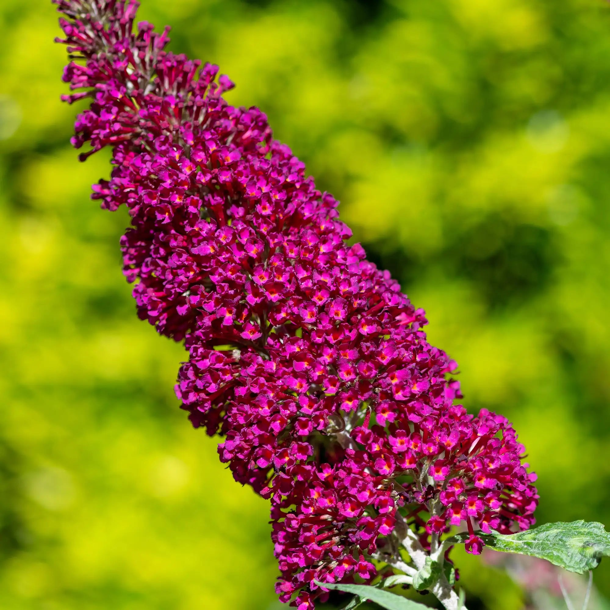Butterfly Bush 'Chrysalis™ Cranberry'