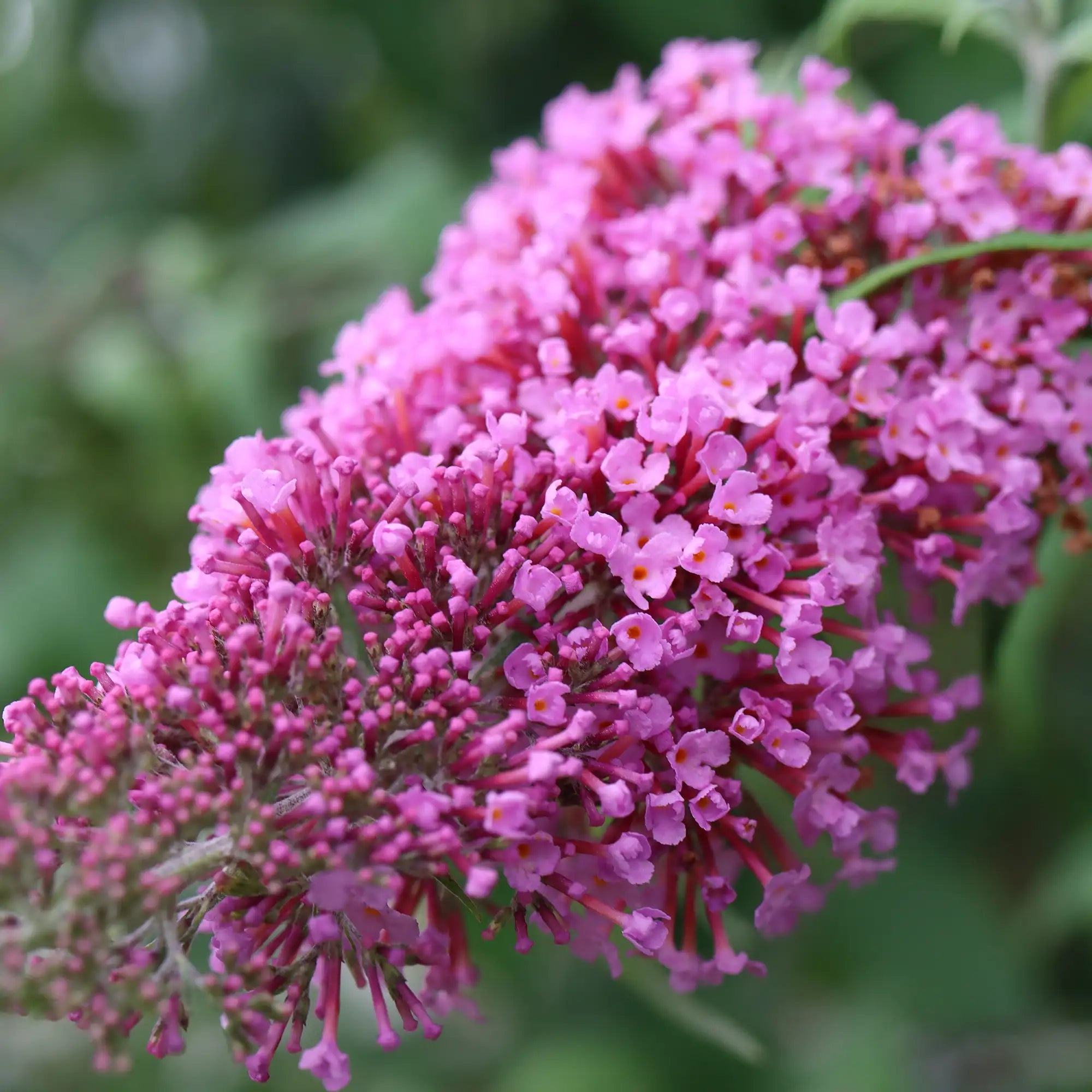 Butterfly Bush 'Chrysalis™ Pink'