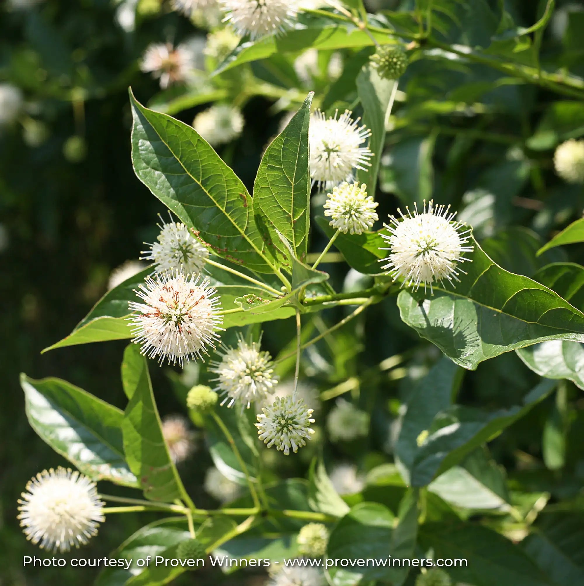Buttonbush 'Sugar Shack®'