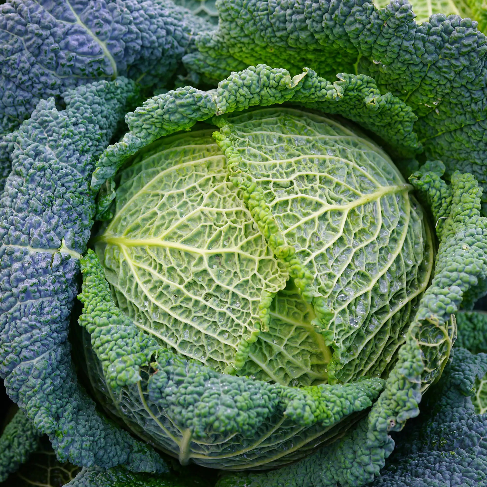 Cabbage Savoy