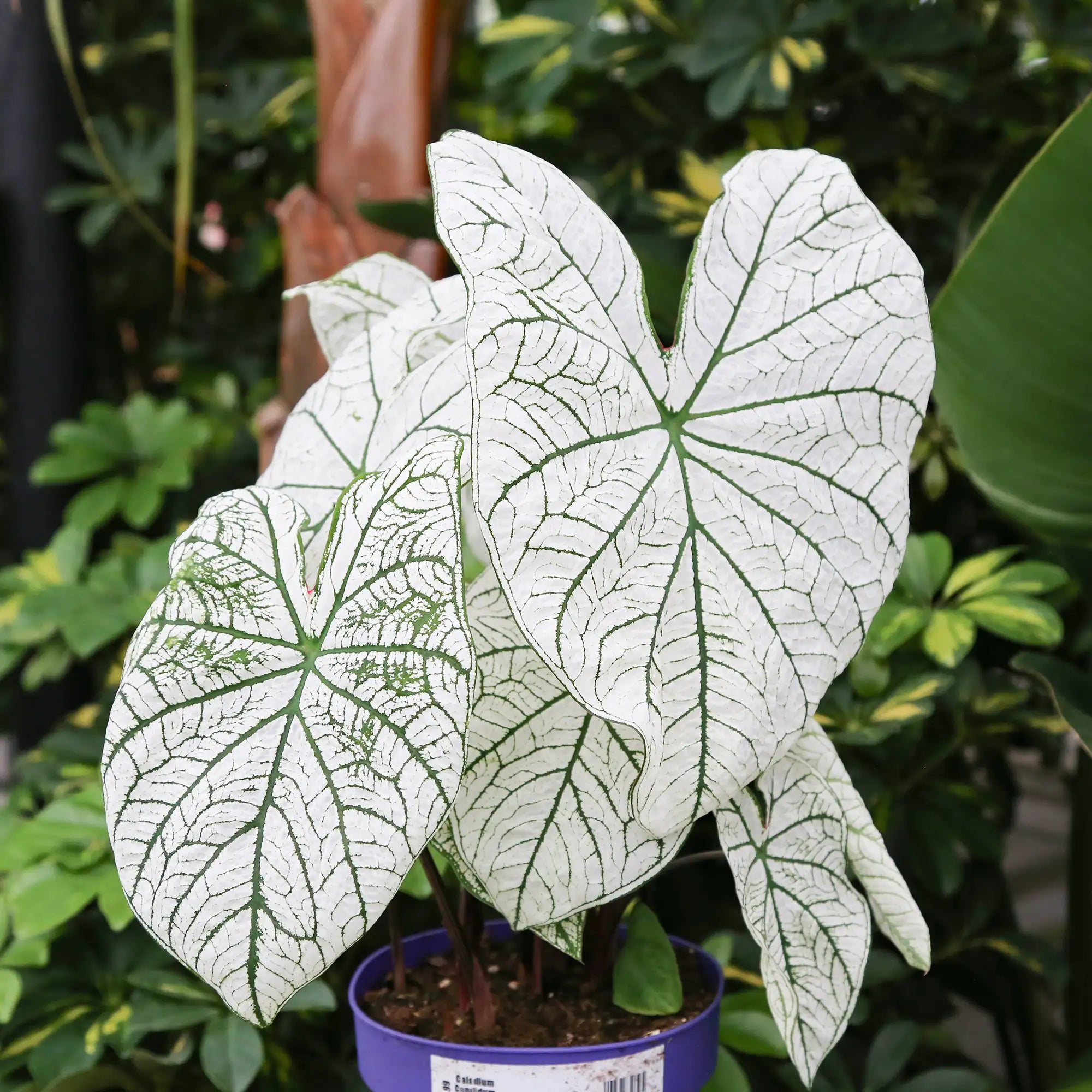 Caladium 'Candidum'