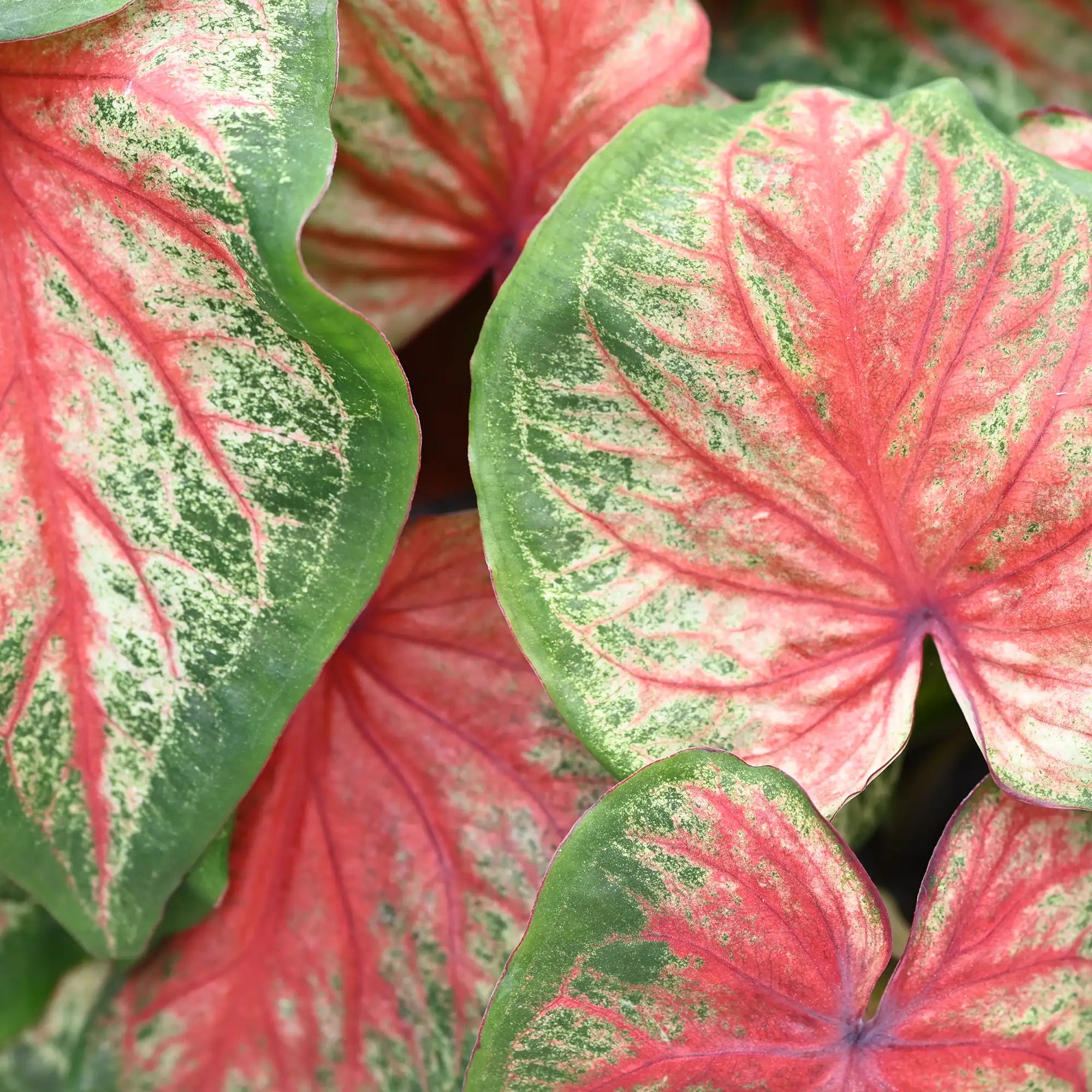 Caladium 'Cherry Blossom'