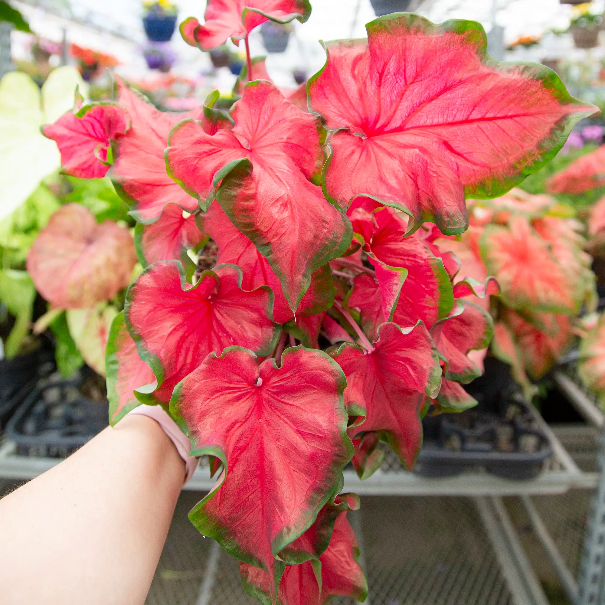 Caladium 'Cherry Tart'