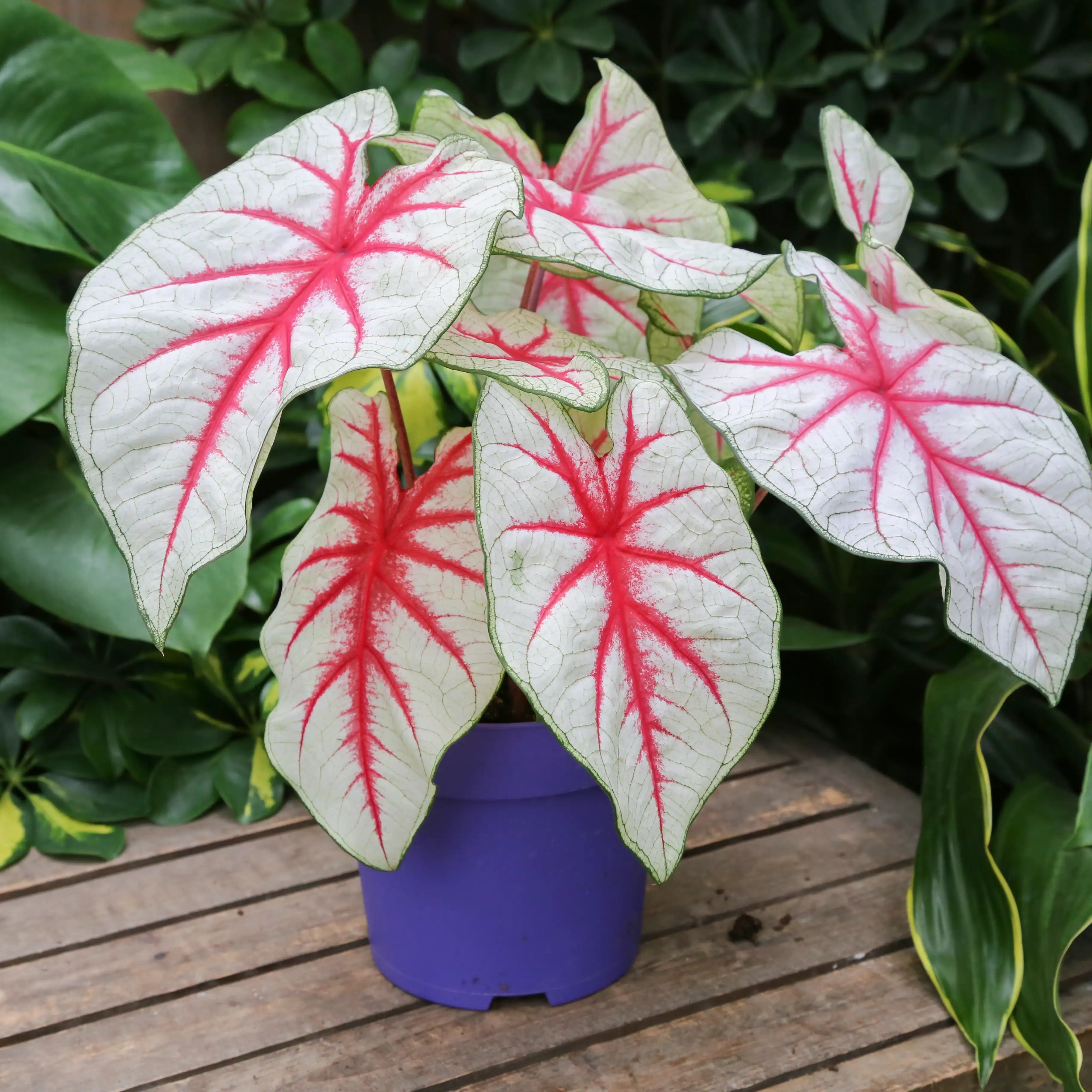 Caladium 'Fiesta'