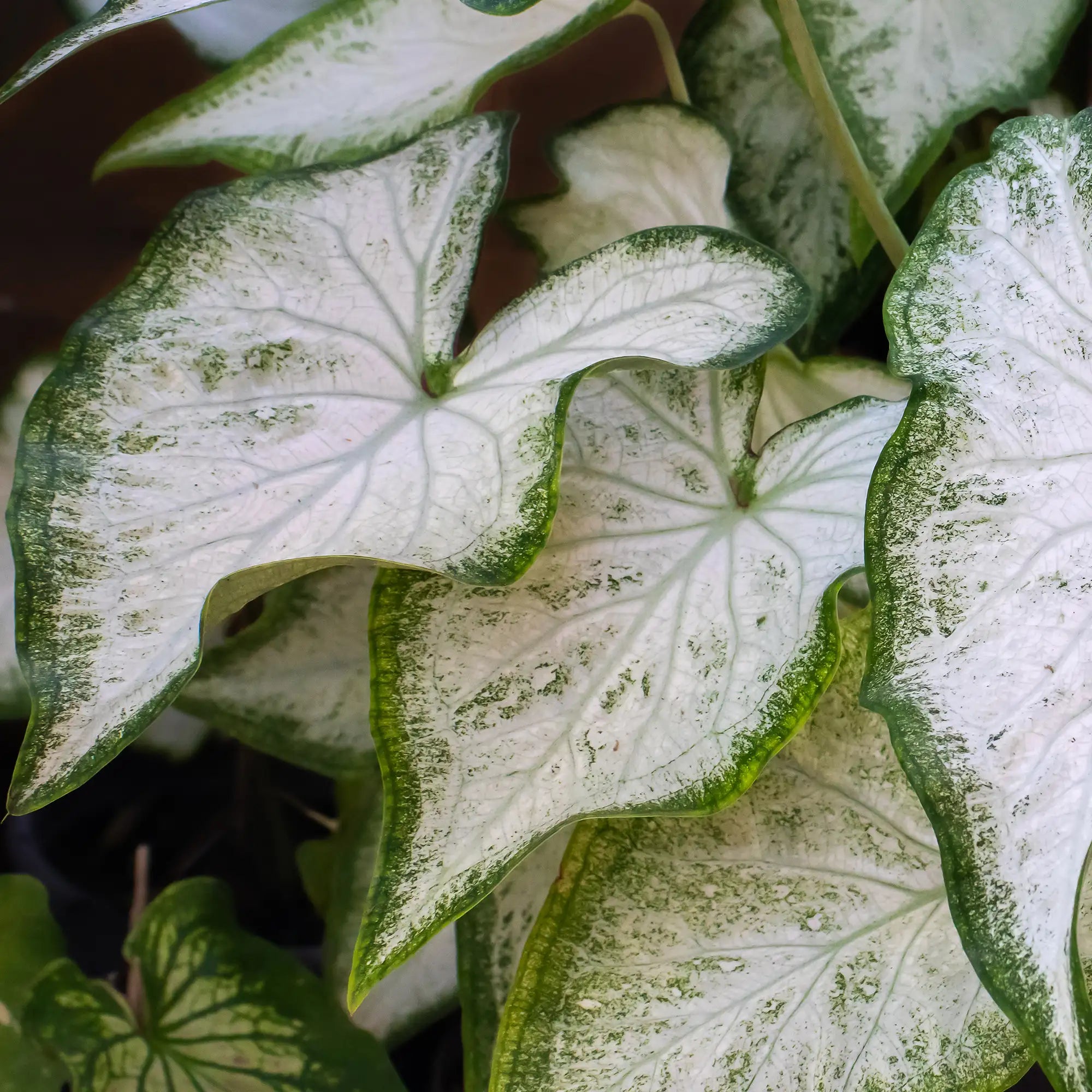 Caladium 'Icicle'