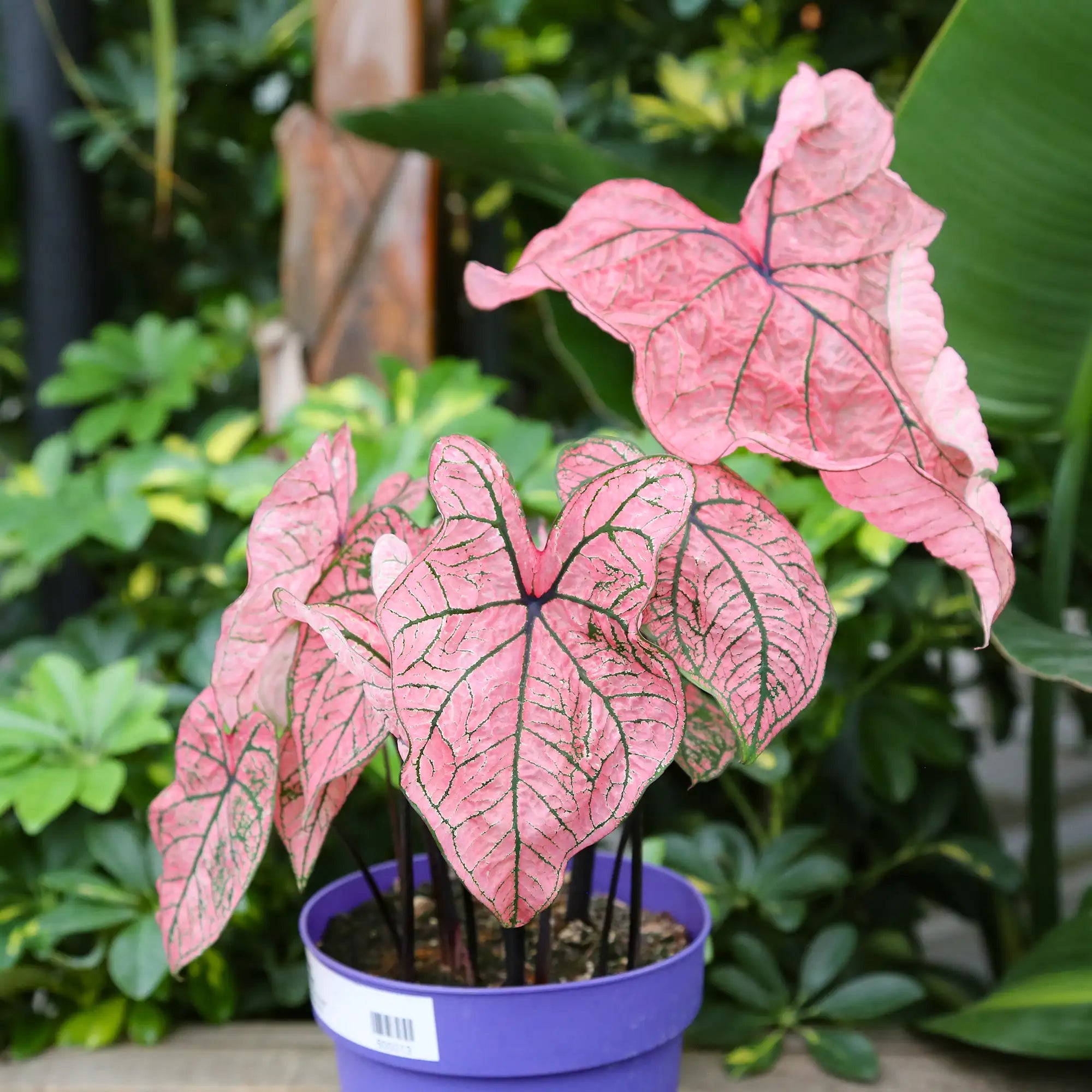 Caladium 'Spring Fling'