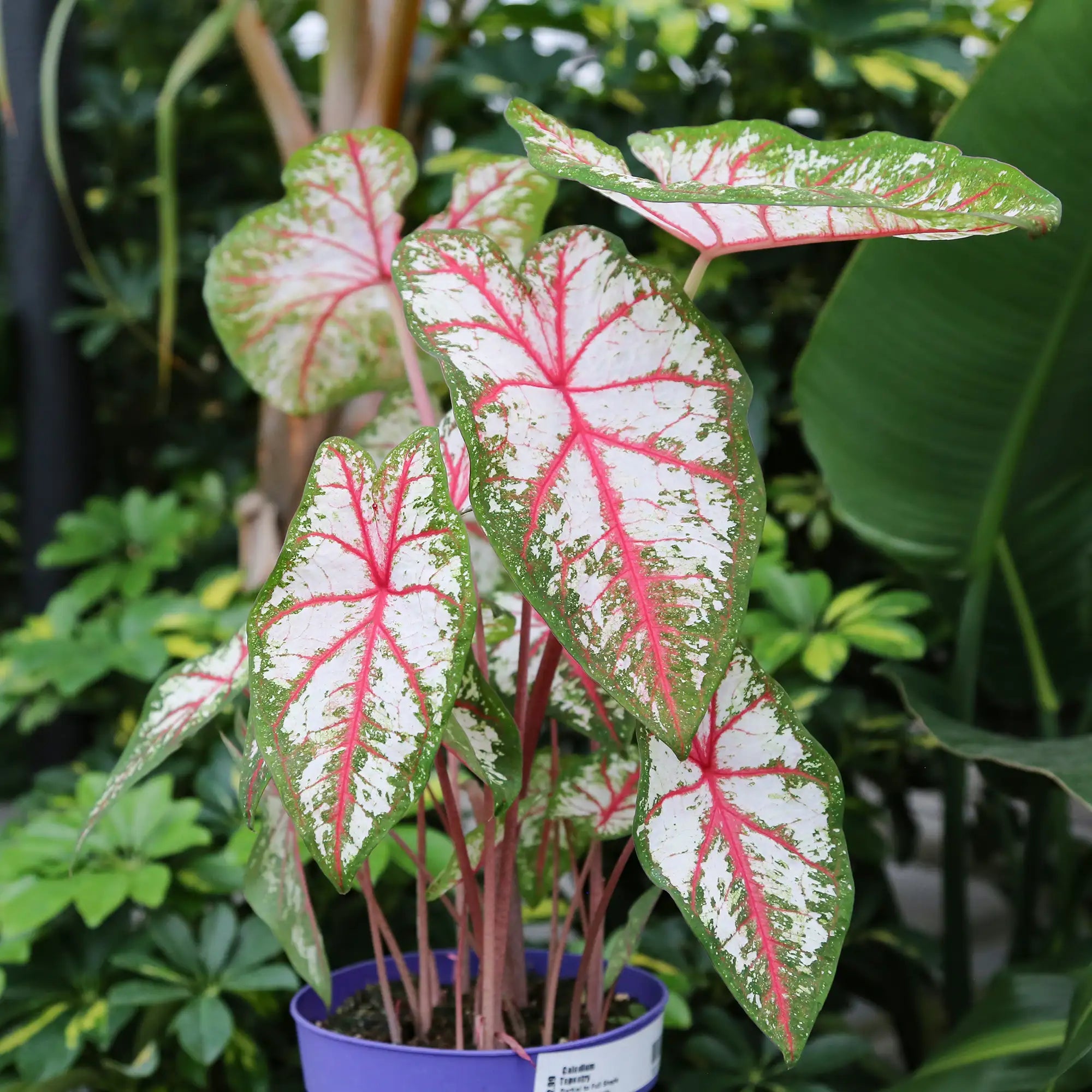 Caladium 'Tapestry'