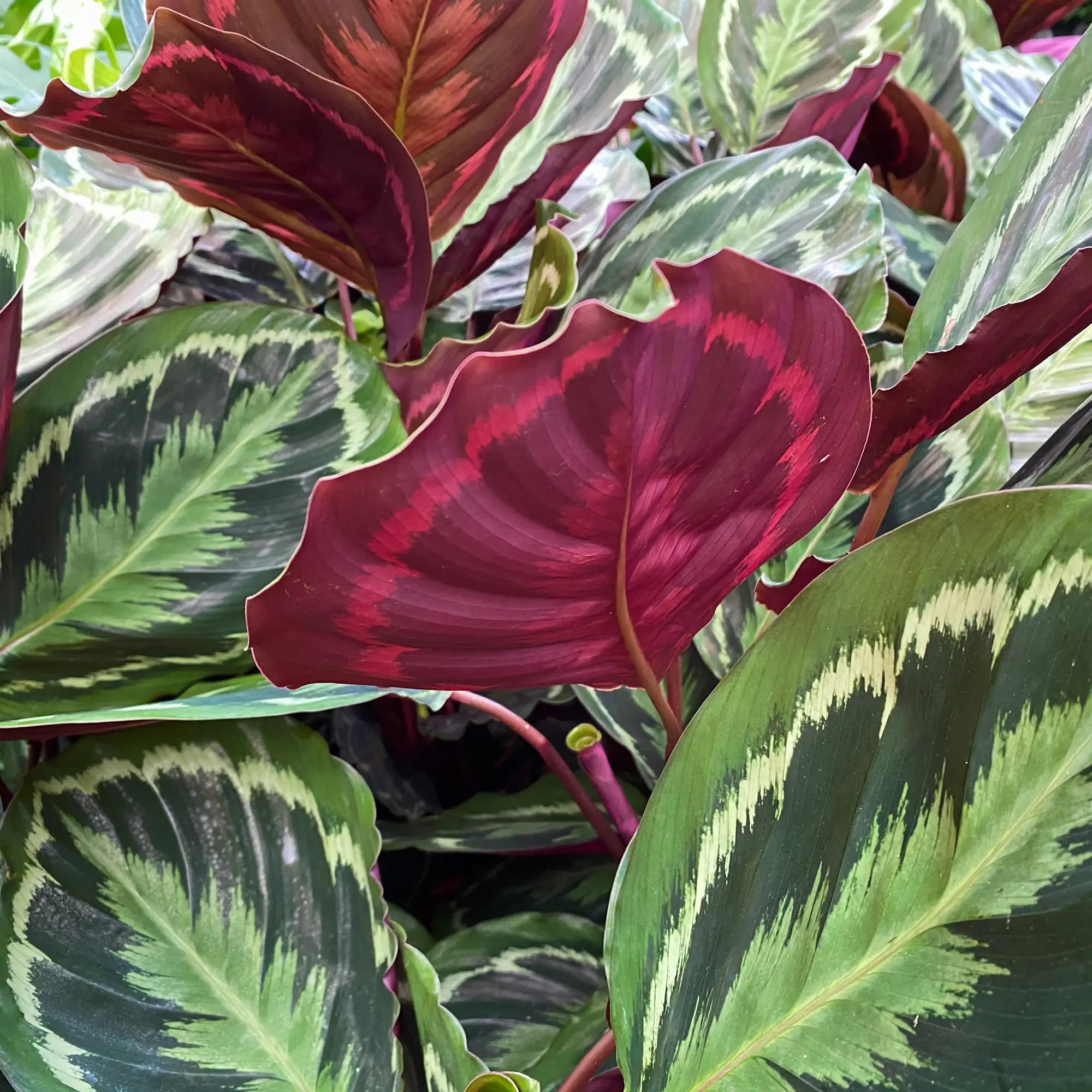 Calathea 'Medallion'