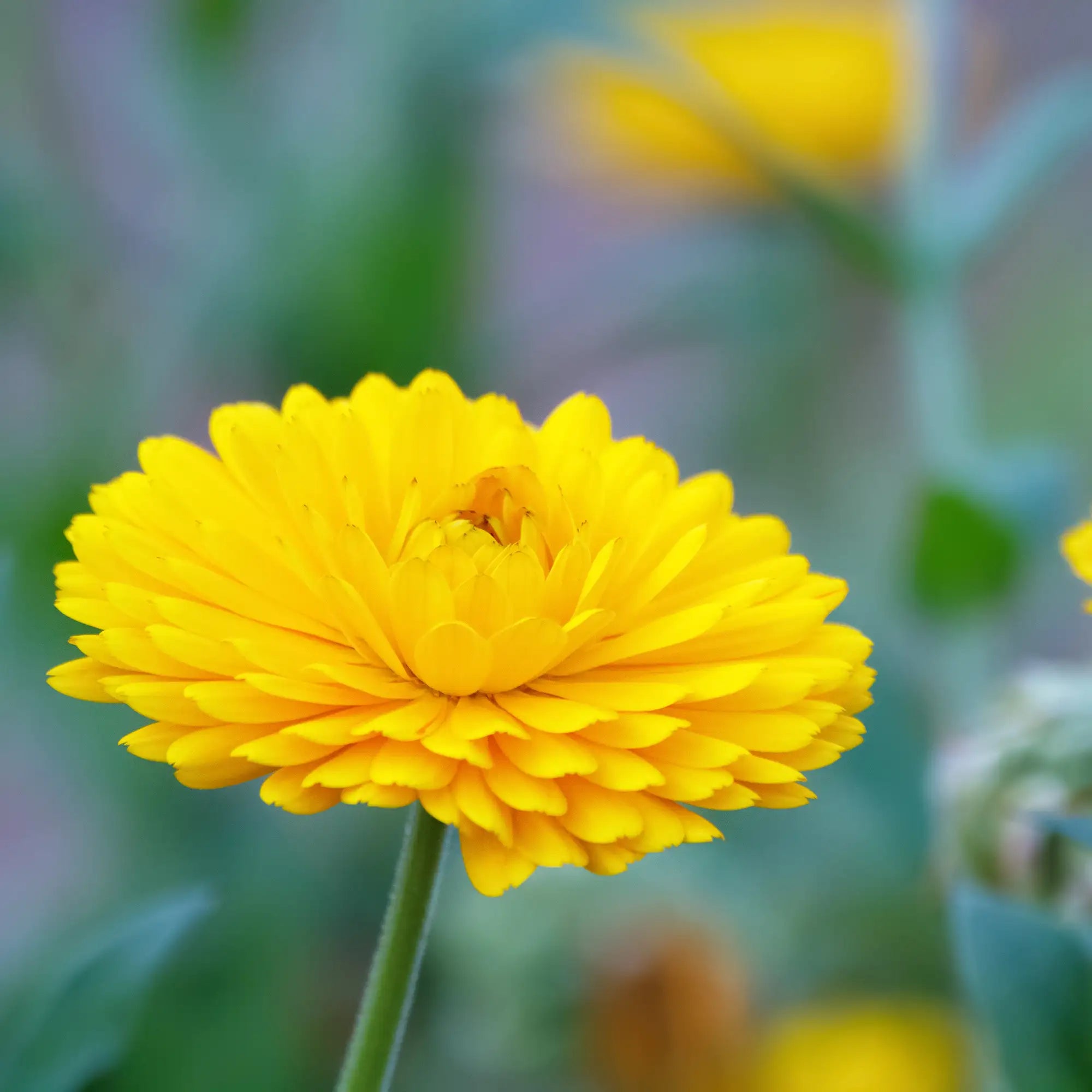 Calendula 'PowerDaisy Sunny'