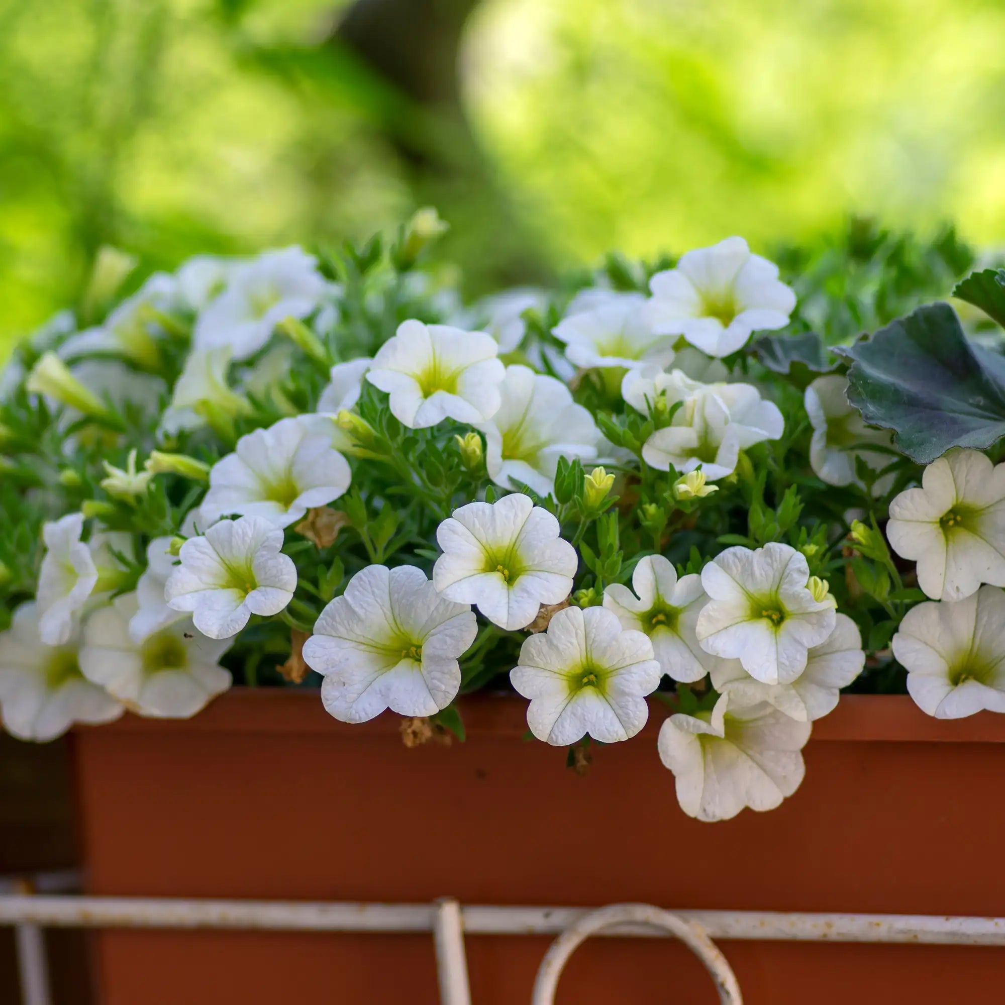 Calibrachoa 'Aloha Kona White 2024'