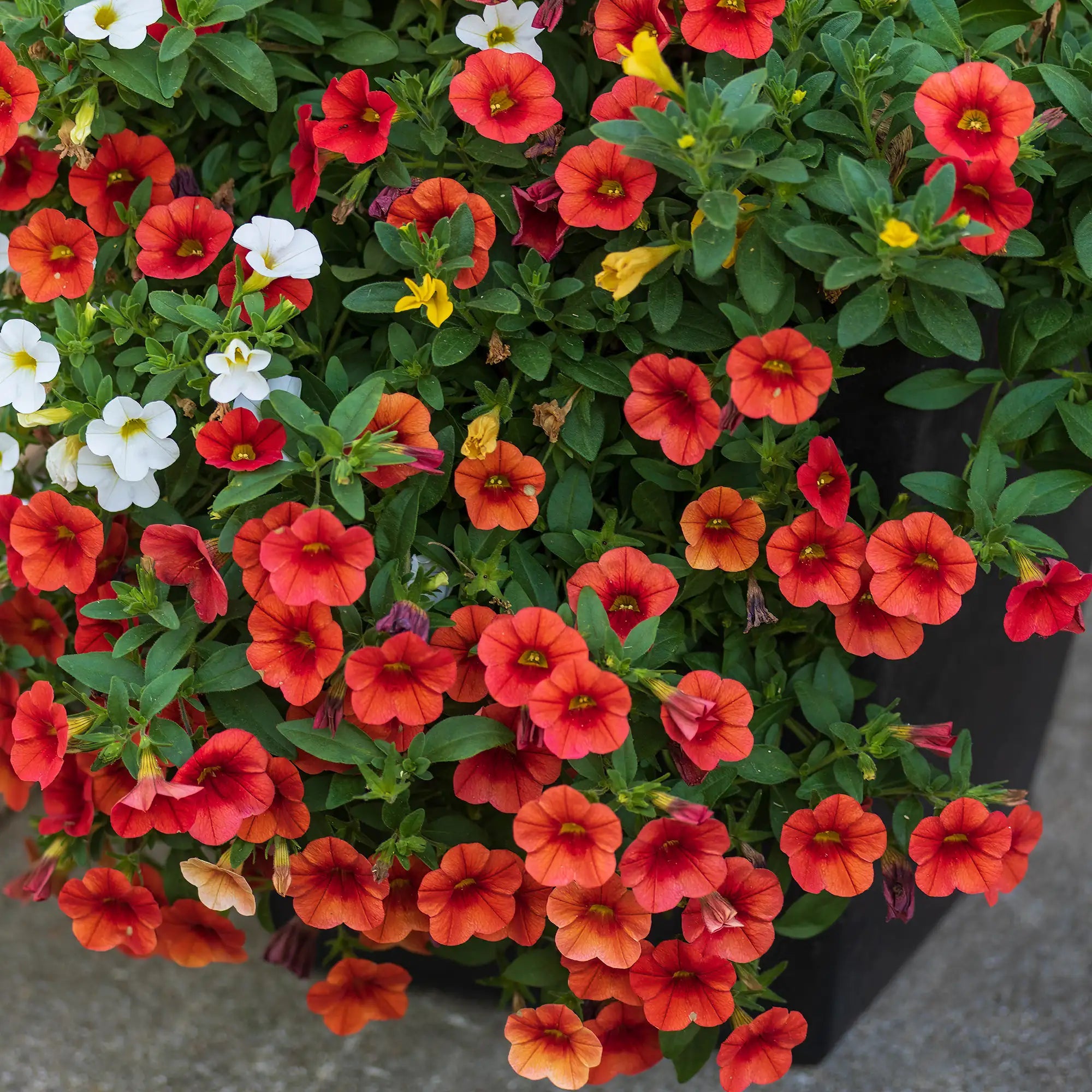 Calibrachoa 'Cabaret® Bright Orange'