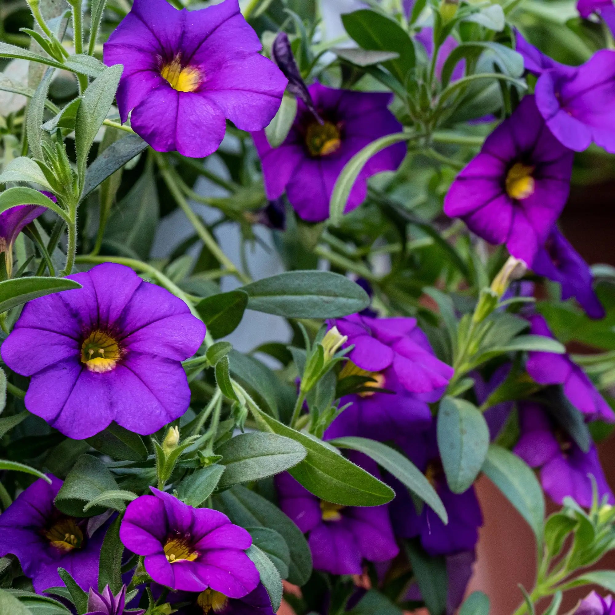 Calibrachoa 'Cabaret® Midnight Blue'