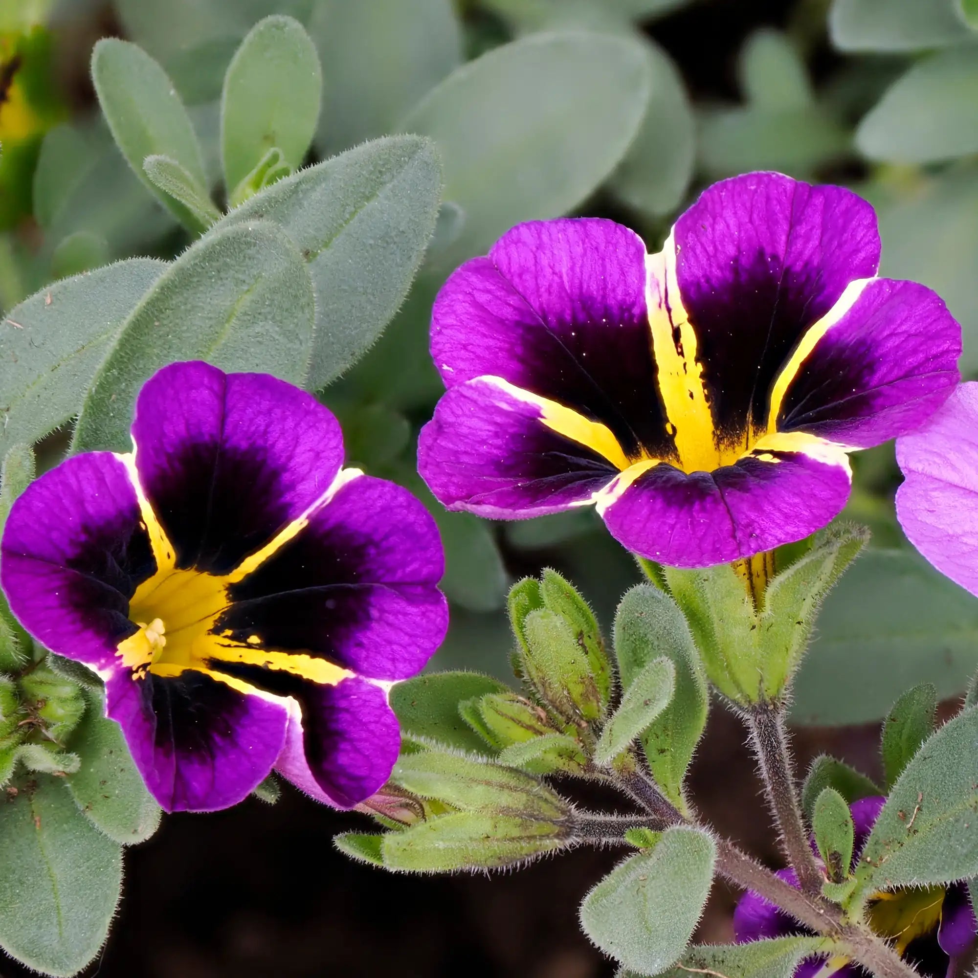 Calibrachoa 'Cabaret® Midnight Kiss'