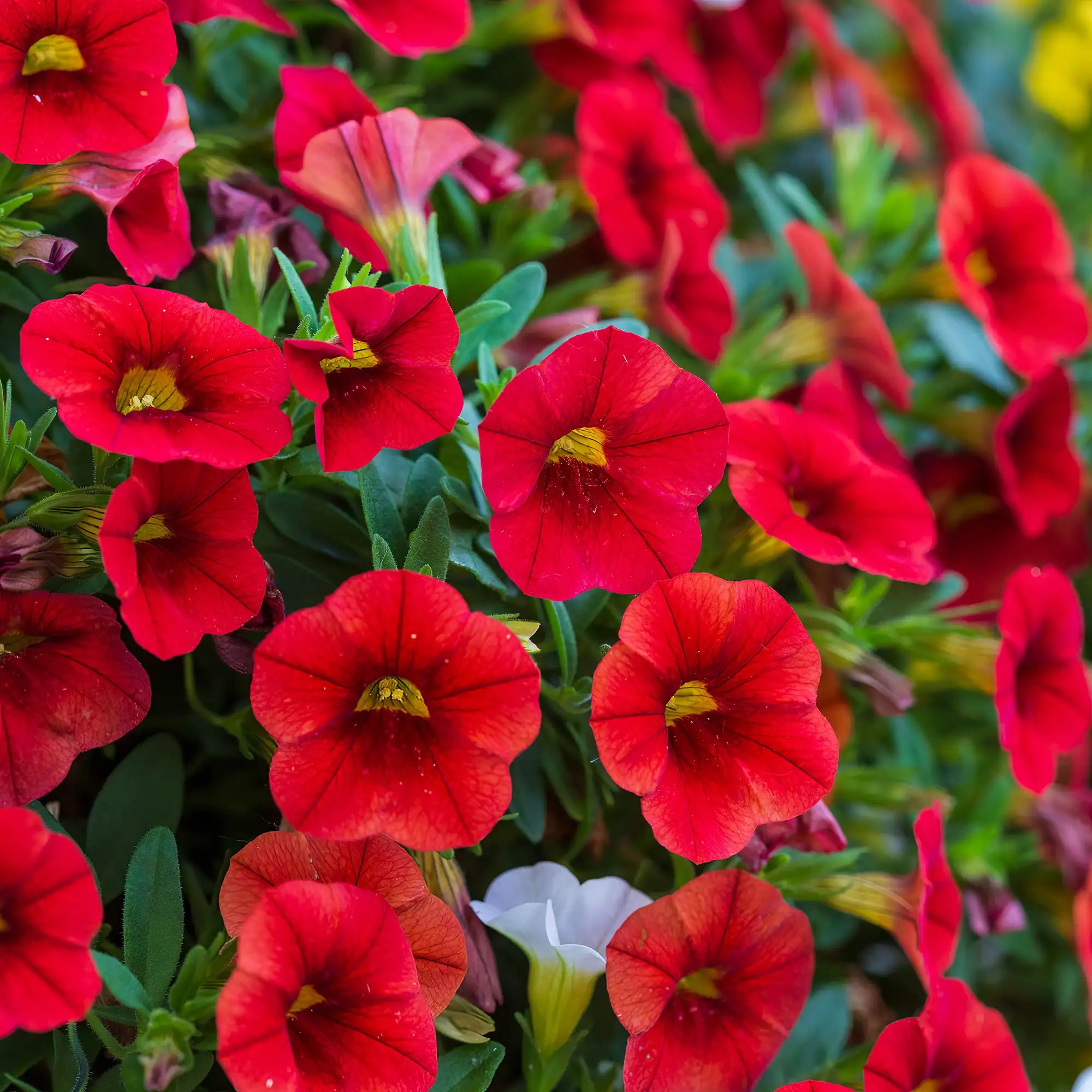 Calibrachoa 'Cabaret® Bright Red'
