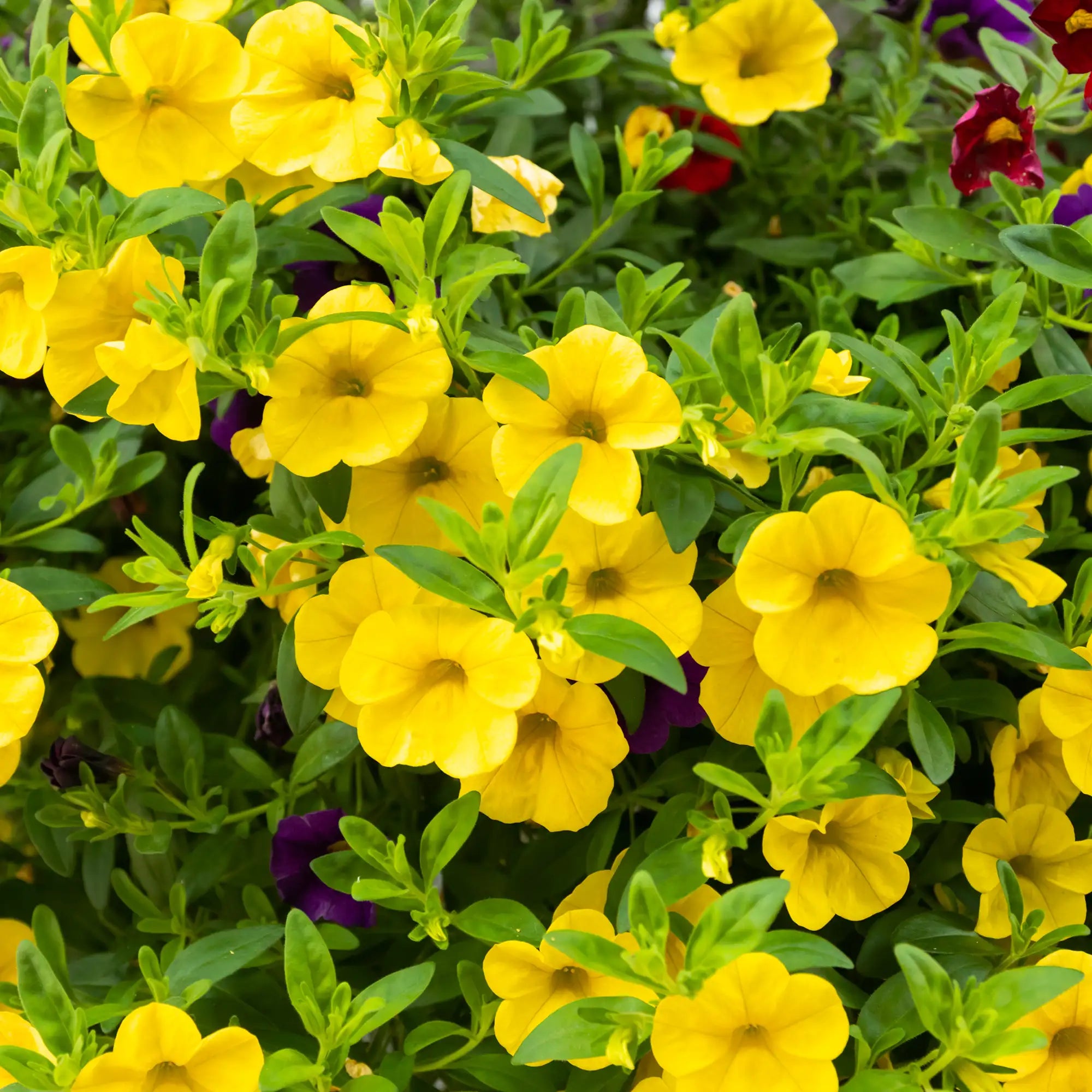 Calibrachoa 'Cabaret® Yellow'