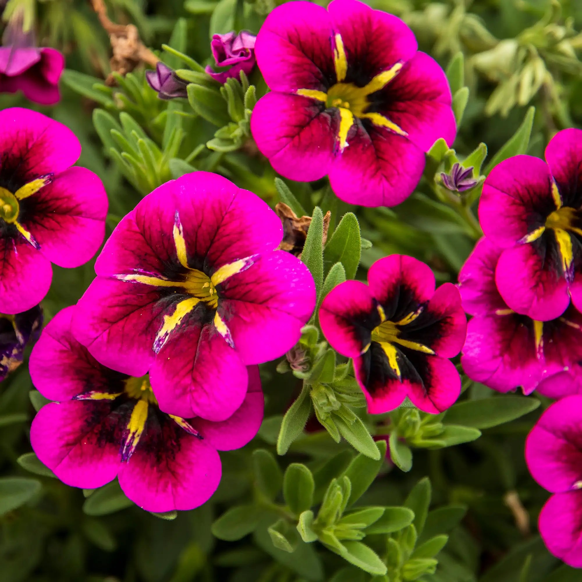 Calibrachoa 'Cabaret® Good Night Kiss'