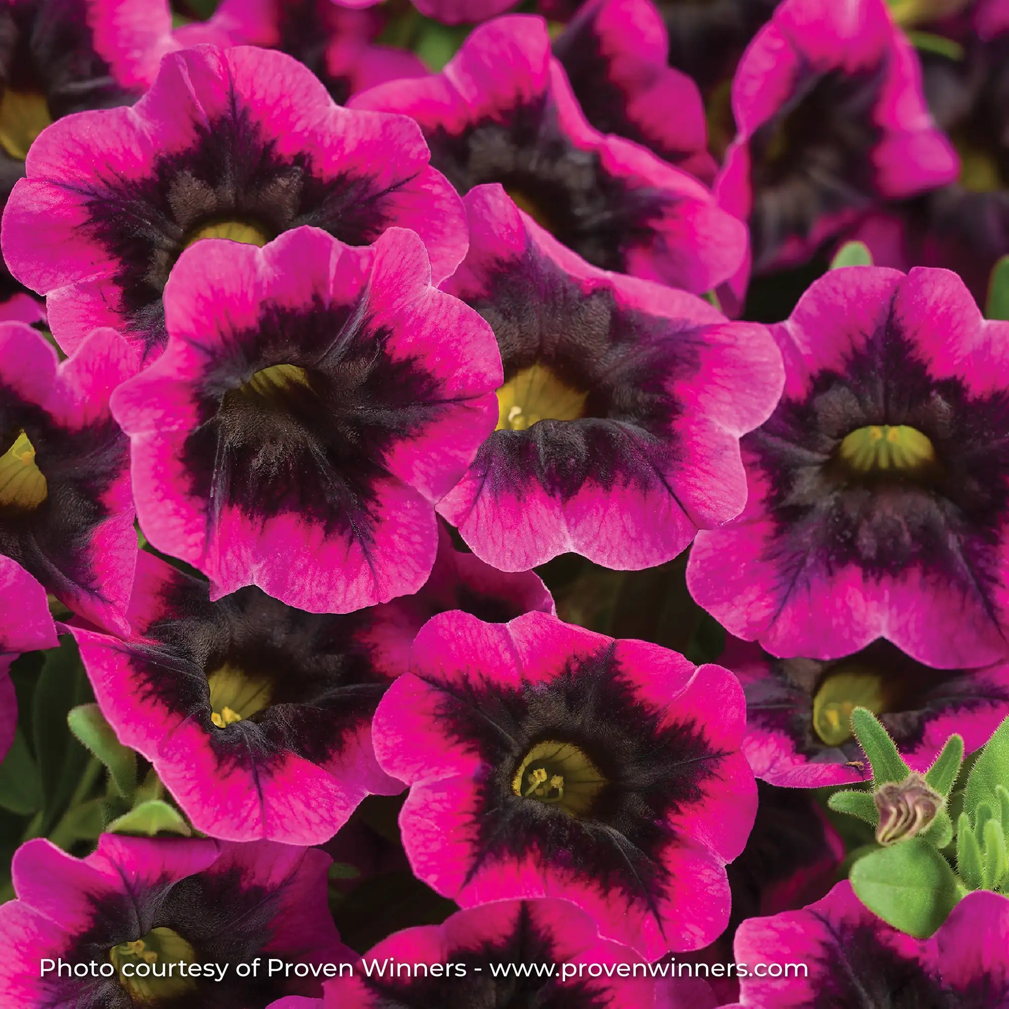 Calibrachoa 'Superbells® Blackcurrant Punch™'